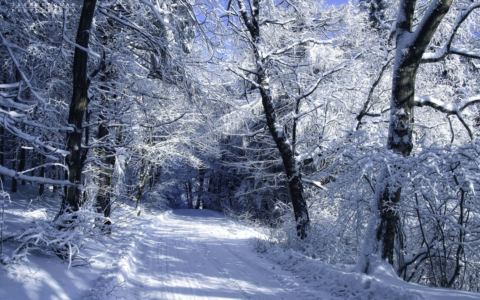 Winter Forest 桌布 壁紙 — 一條寧靜的冬季小徑蜿蜒穿過白雪覆蓋的森林，光禿禿的樹木在明亮的藍天下閃耀。