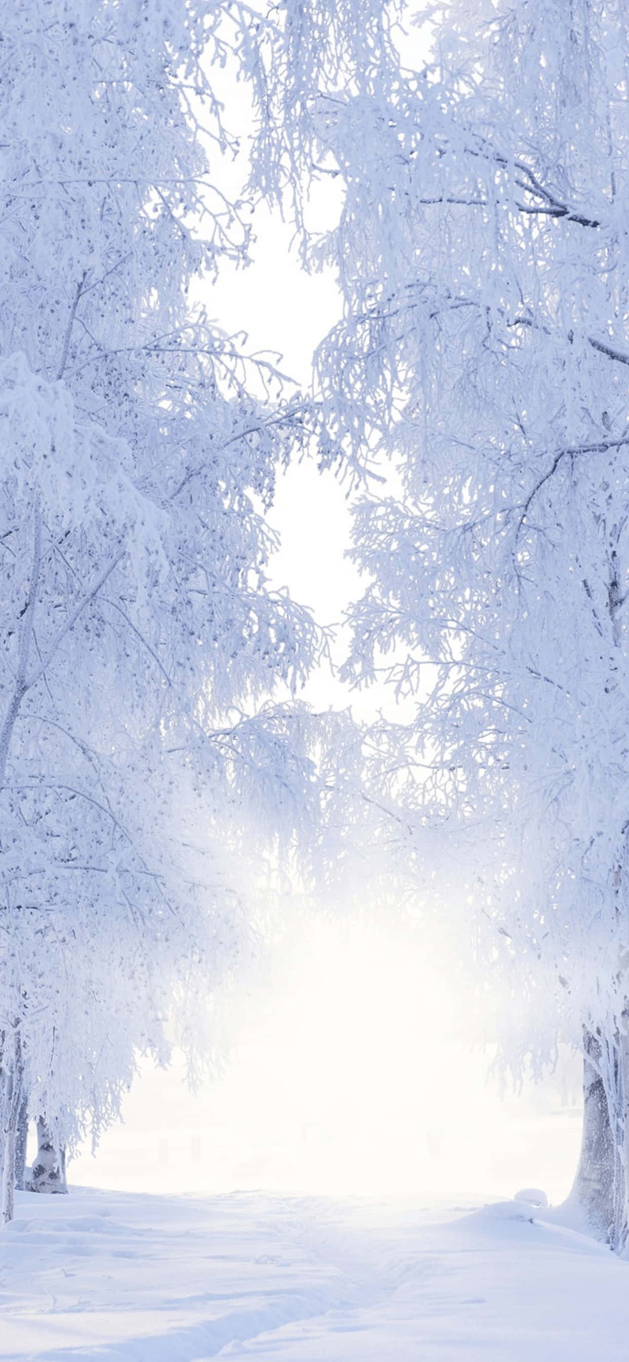 Winter 桌布 壁紙 — 一條寧靜的冬季森林小徑，兩旁是掛滿積雪、在明亮陽光下閃閃發光的樹木。