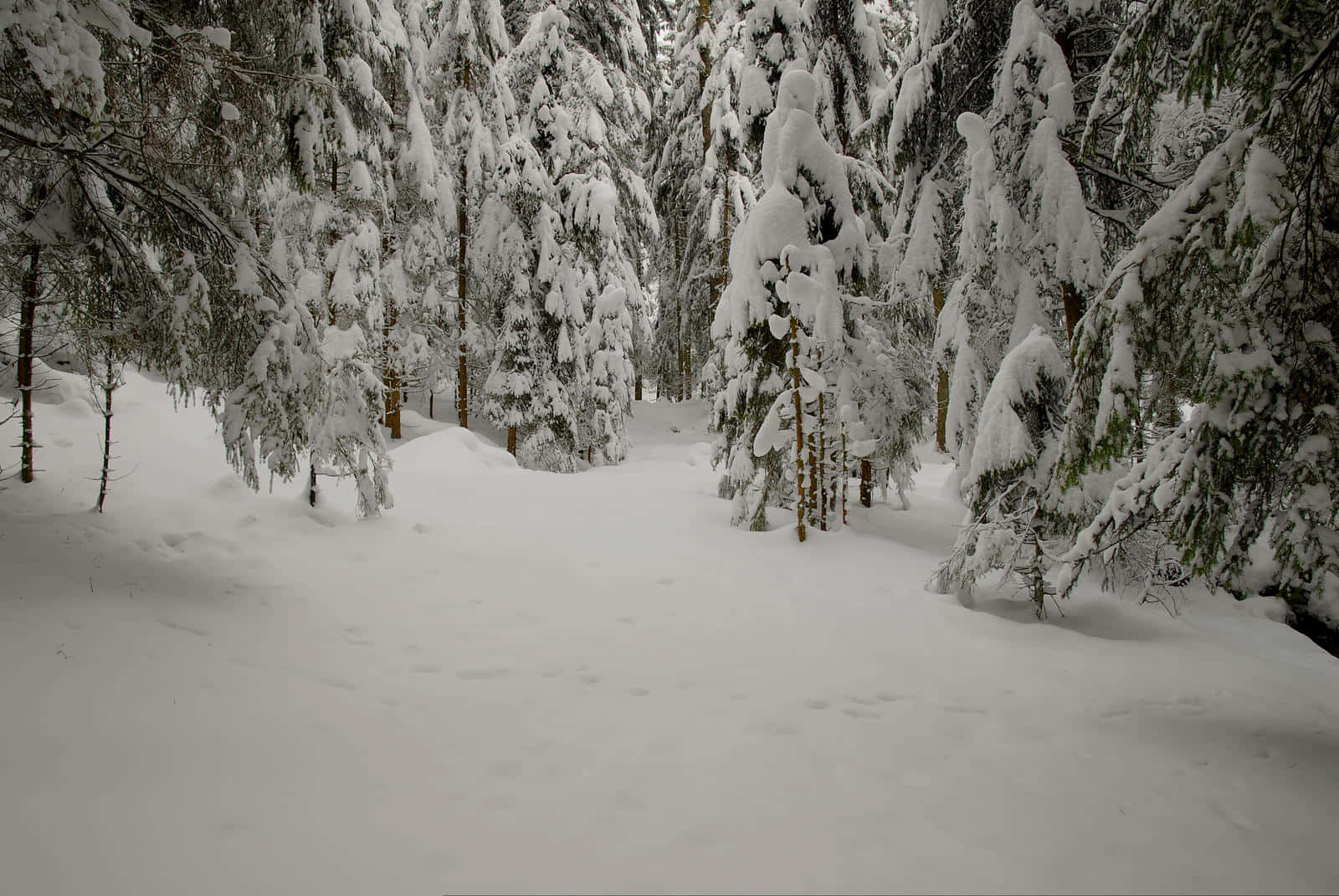 Snowy Forest 桌布 壁紙 — 一條寧靜的冬季森林小徑，被厚厚的積雪覆蓋，常綠樹上掛滿了霜。