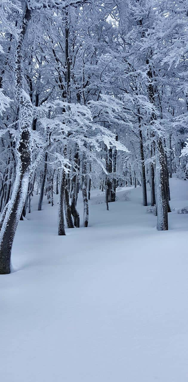 Snowy Forest 桌布 壁紙 — 一條寧靜的冬季森林小徑，覆蓋著厚厚的積雪，霜凍的樹木伸向蒼白的天空。