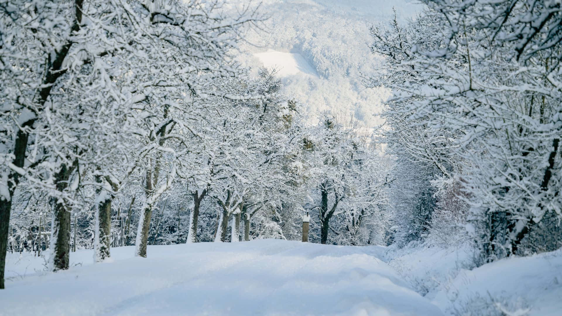 Winter Forest 桌布 壁紙 — 一條寧靜的冬季森林小徑，覆蓋著新雪，掛滿雪的樹木框著遠處的雪山。