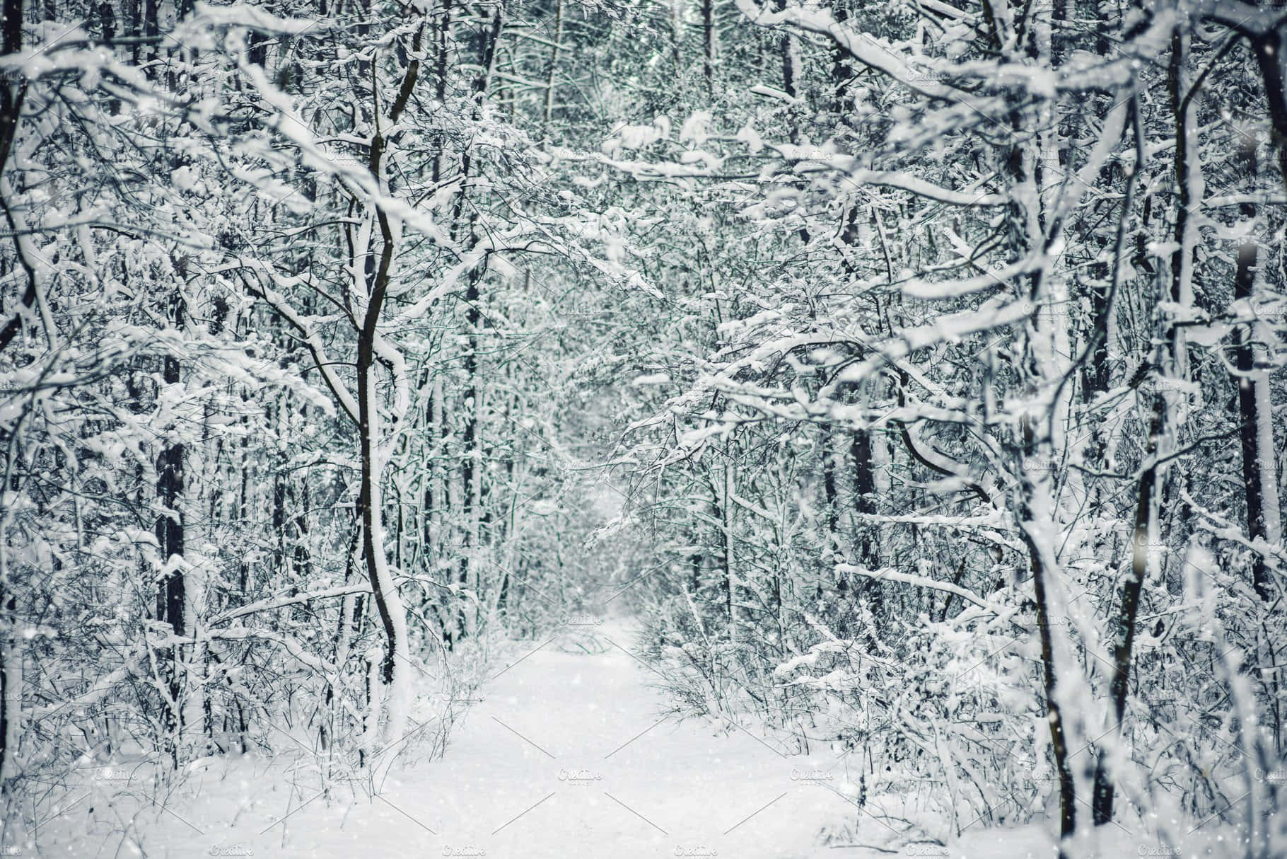 Snowy Forest 桌布 壁紙 — 一條寧靜的冬季森林小徑，鋪滿了新雪，積雪的樹枝在頭頂彎曲。