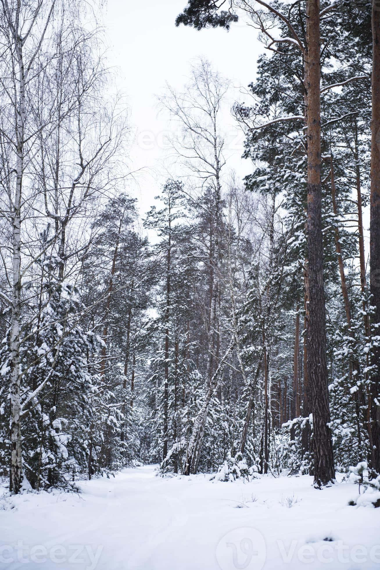 Snowy Forest 桌布 壁紙 — 一條寧靜的冬季森林小徑蜿蜒穿過白雪覆蓋的松樹和白樺樹，天空多雲。