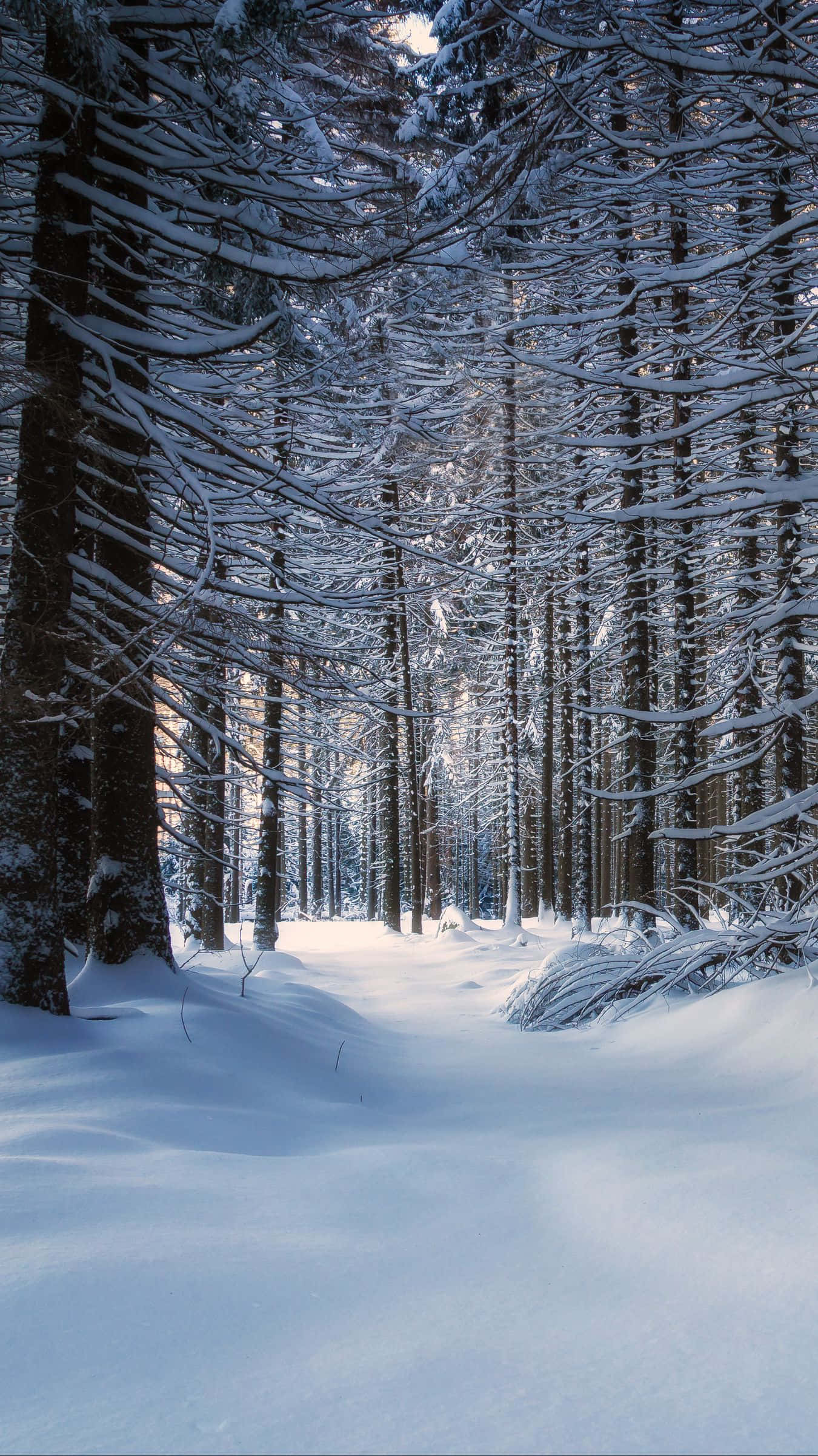Snowy Forest 桌布 壁紙 — 一條寧靜的冬季森林小徑蜿蜒穿過積雪覆蓋的常綠樹，在柔和藍天下。