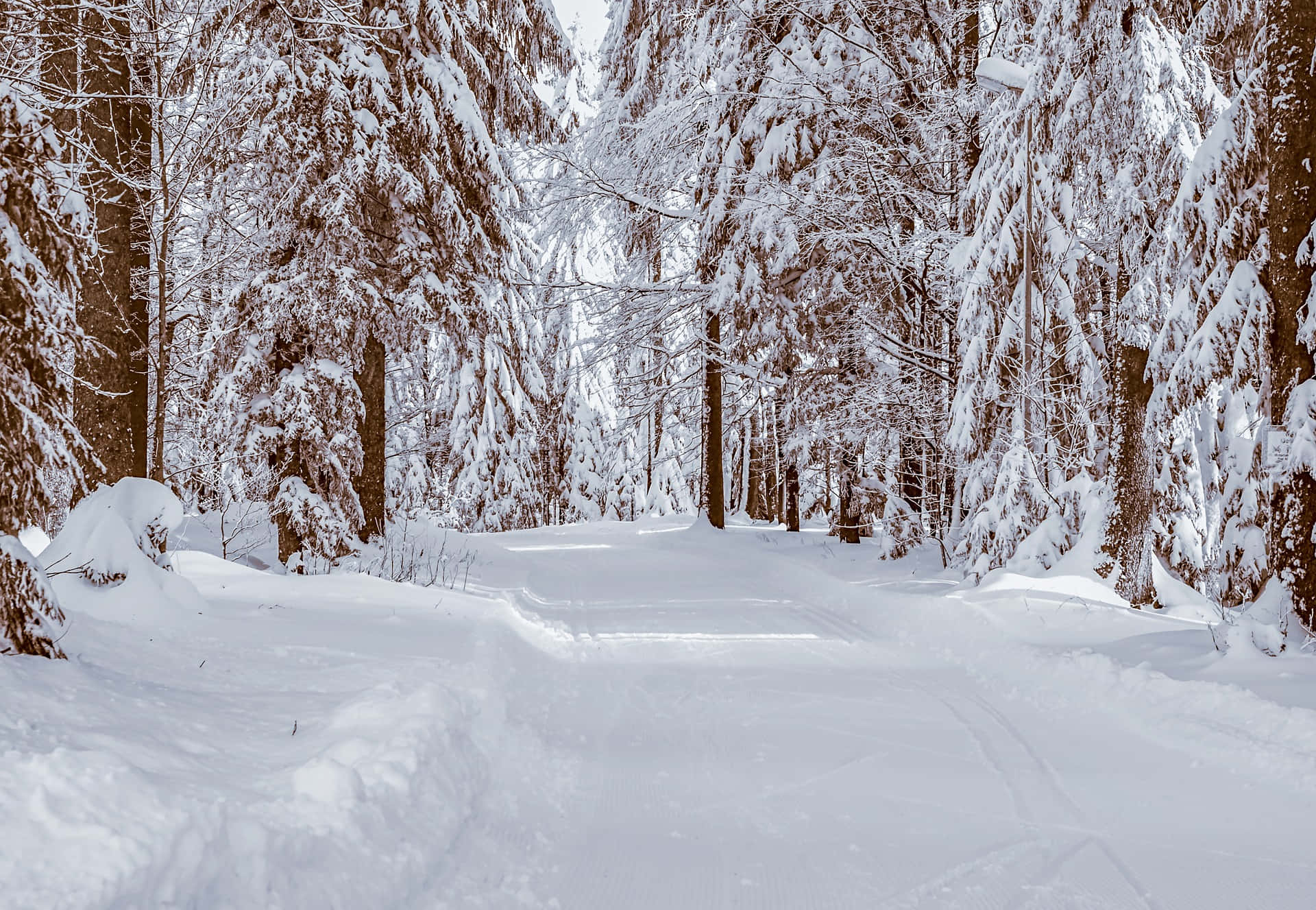 森林 桌布 壁紙 — 一條寧靜的冬日小徑蜿蜒穿過白雪覆蓋的森林，高大的樹木在柔和日光下掛滿了白色的粉末。