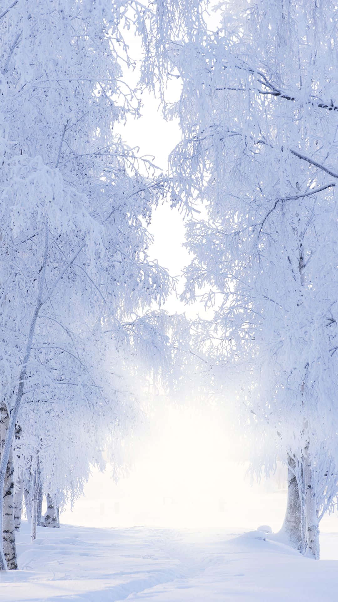 雪 桌布 壁紙 — 一條寧靜的冬日小徑蜿蜒穿過積雪的白樺樹，在明亮的陽光下閃閃發光。