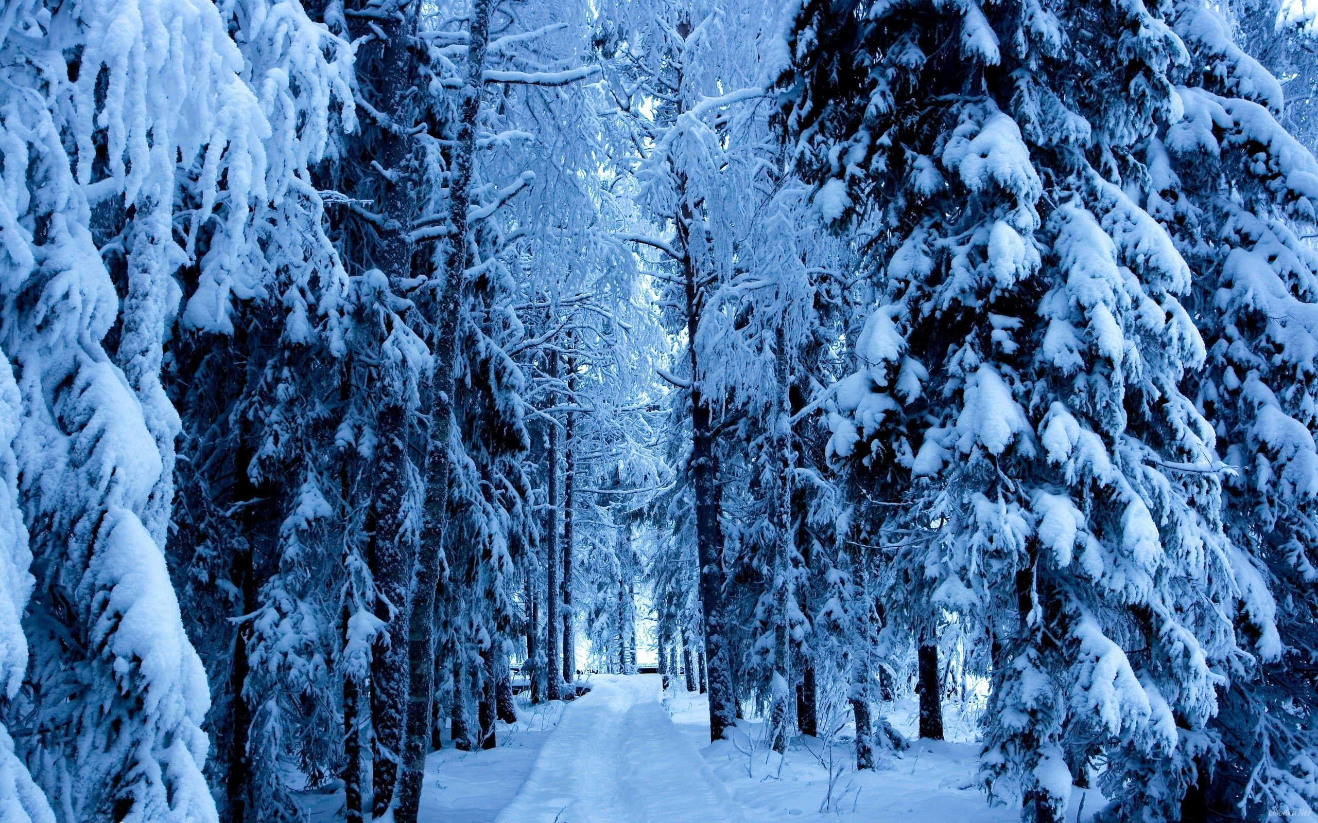Winter Forest 桌布 壁紙 — 一條寧靜的冬日小徑蜿蜒穿過積雪的常青樹，上方是清涼的藍天。