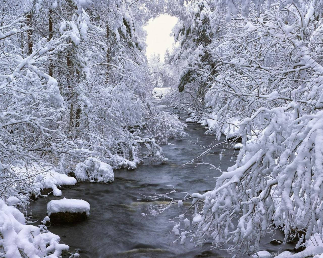 森林 桌布 壁紙 — 一條寧靜的冬日溪流流過白雪覆蓋的森林，樹枝上掛滿了白色的霜。