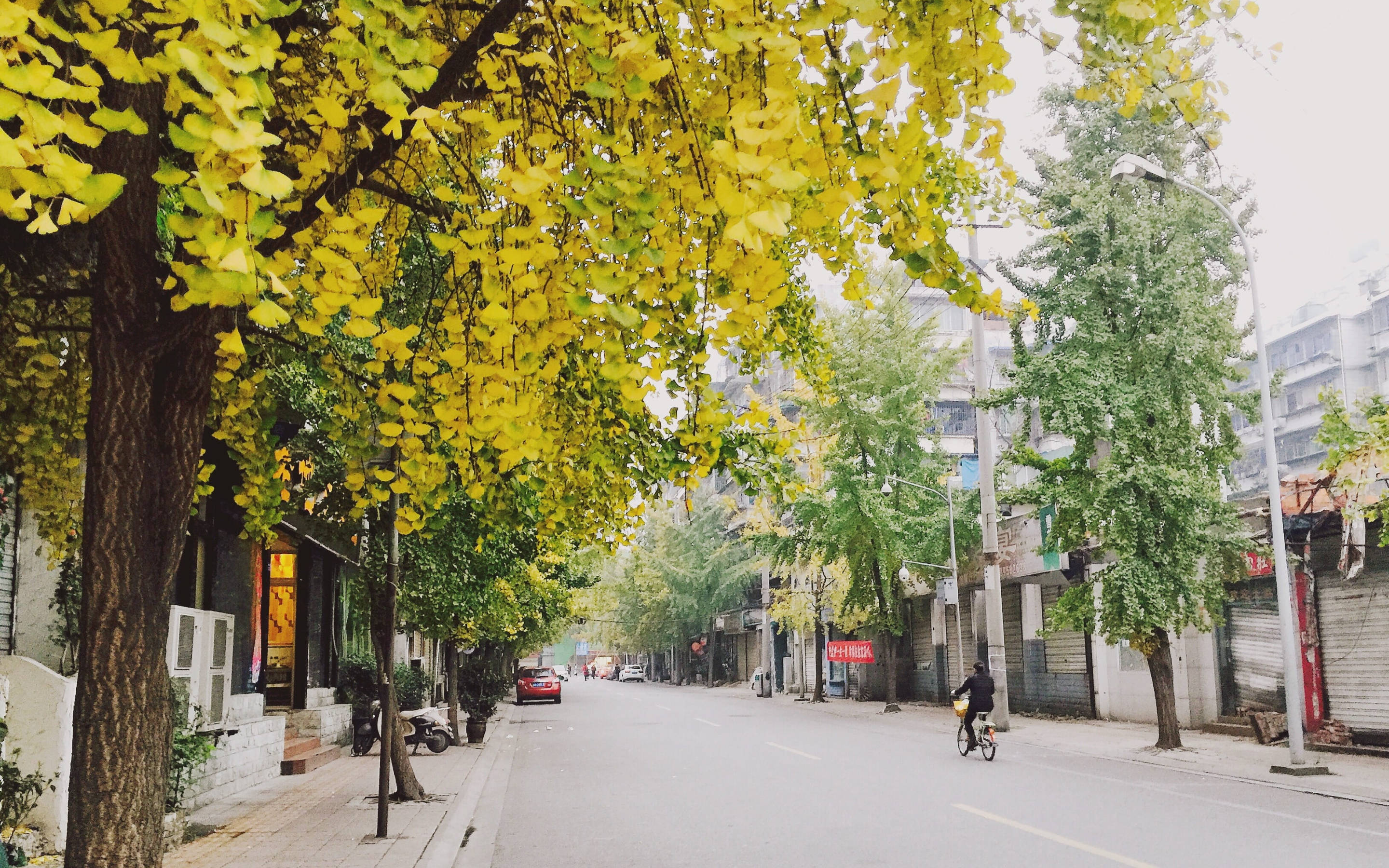 Chengdu 桌布 壁紙 — 一條寧靜的城市街道，兩旁種滿了鮮黃色的銀杏樹，在秋天形成拱形樹冠。