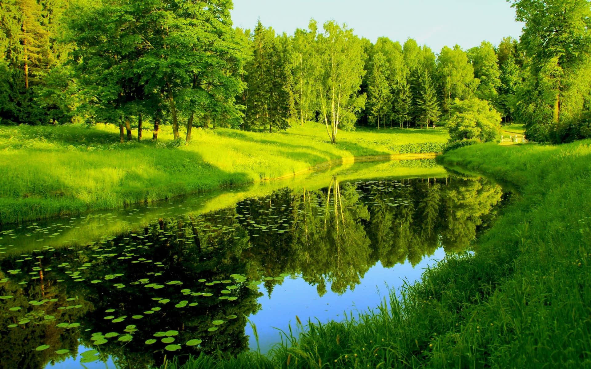 Green Landscape 桌布 壁紙 — 一條寧靜的夏日小溪蜿蜒穿過茂密的綠色草地，在明亮的日光下映照著高大的樹木和睡蓮。