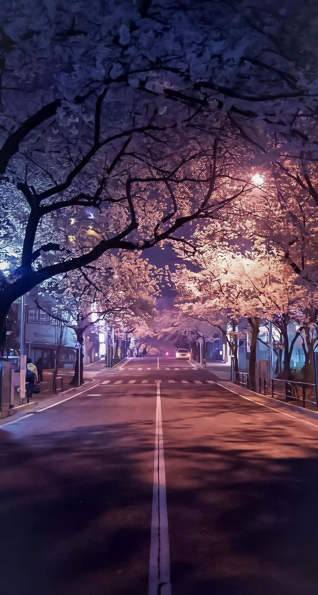Night Cherry Blossom 桌布 壁紙 — 一條寧靜的夜晚街道，兩旁種滿櫻花樹，在溫暖的路燈下閃耀，投射出柔和陰影在路上。