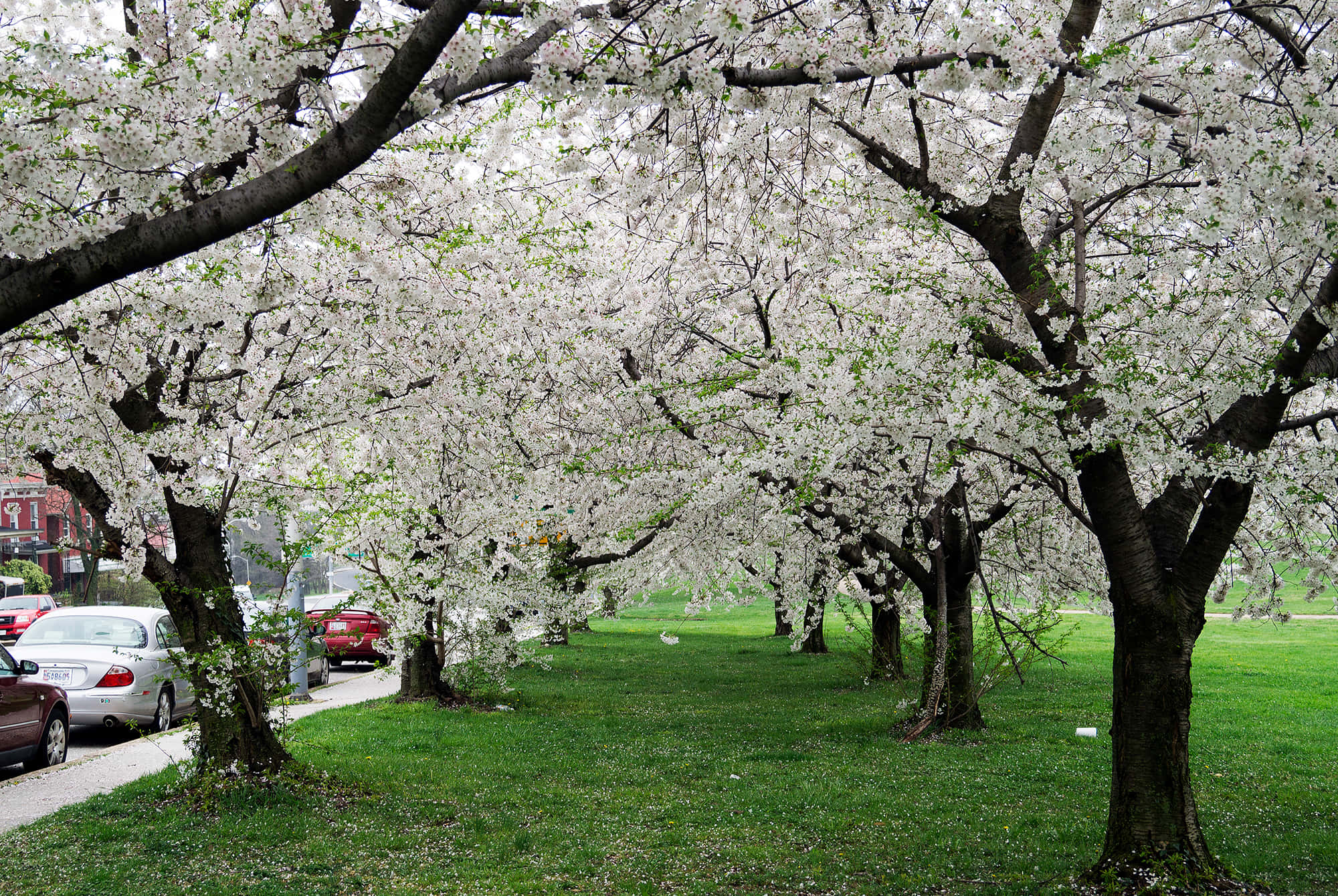 Spring Trees 桌布 壁紙 — 一條寧靜的小徑兩旁種滿盛開的櫻花樹，在草地公園上方形成天然樹冠，附近有停泊的汽車。