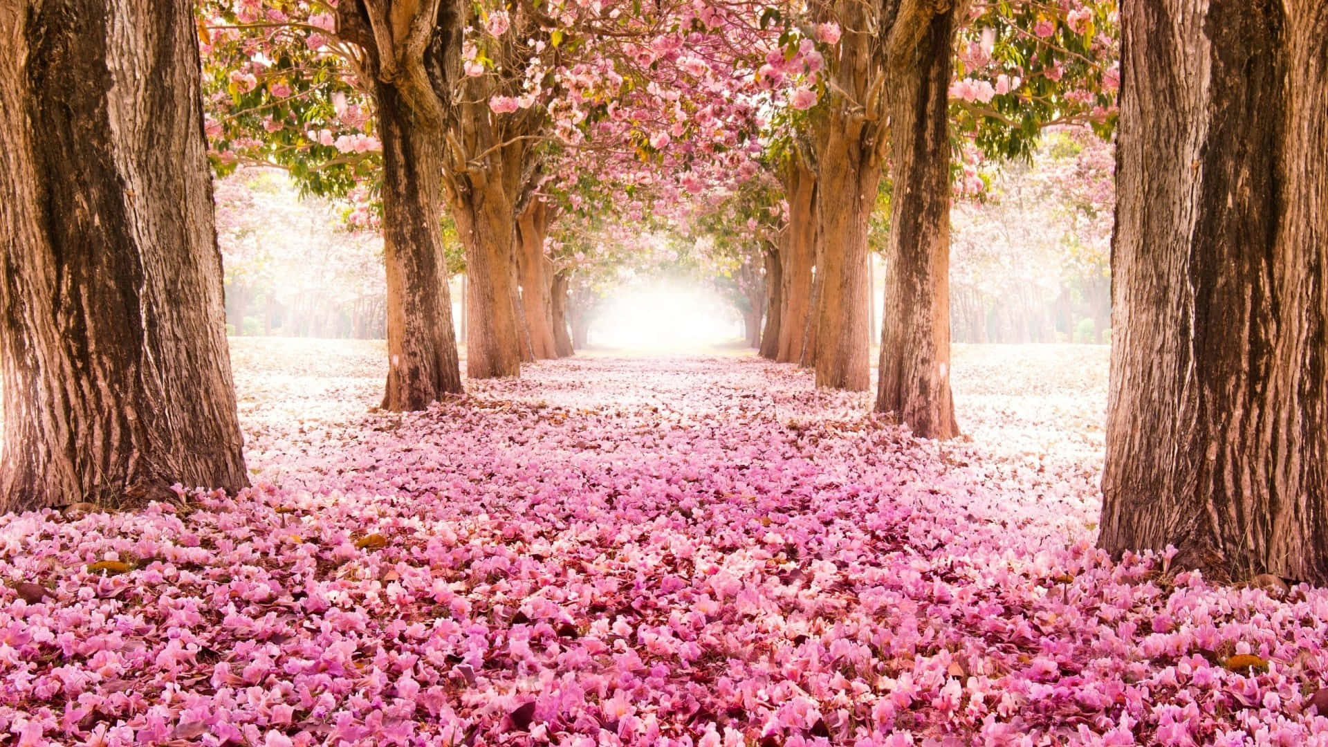 Sakura 桌布 壁紙 — 一條寧靜的小徑兩旁開滿粉紅色的櫻花樹，花瓣在柔和的晨光下以柔和的粉彩色調鋪滿地面。