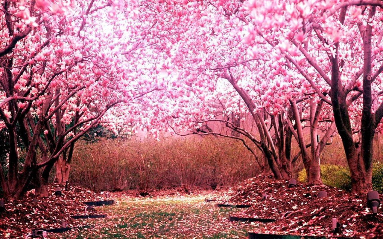 Sakura 桌布 壁紙 — 一條寧靜的小徑蜿蜒在充滿活力的粉紅色木蘭花冠下，落下的花瓣鋪滿了地面。