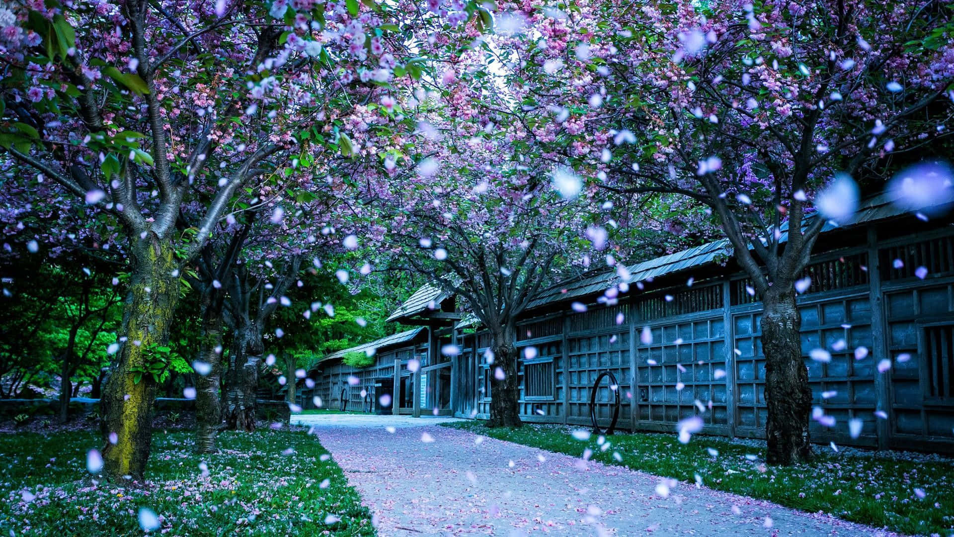 1080p Winter 桌布 壁紙 — 一條寧靜的小徑蜿蜒在盛開的櫻花樹冠下，粉紅色的花瓣在柔和的藍光中飄落。