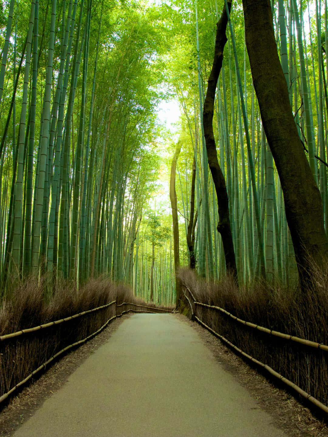 Bamboo Tree 桌布 壁紙 — 一條寧靜的小徑蜿蜒穿過高聳的竹林，斑駁的陽光透過茂密的綠色樹冠灑落。
