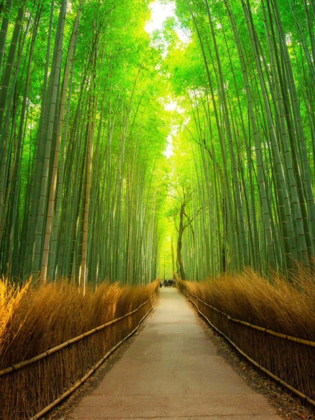 Bamboo Tree 桌布 壁紙 — 一條寧靜的小徑蜿蜒穿過高聳的竹林，兩旁是金色的草叢，陽光透過樹冠灑落下來。