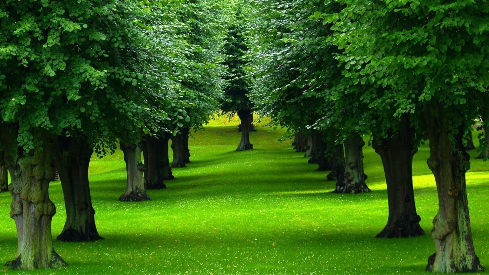 trees 桌布 壁紙 — 一條寧靜的小徑蜿蜒穿過鬱鬱蔥蔥的綠色公園，兩旁種滿高大的樹木，在鮮綠的草地上投下斑駁的樹影。