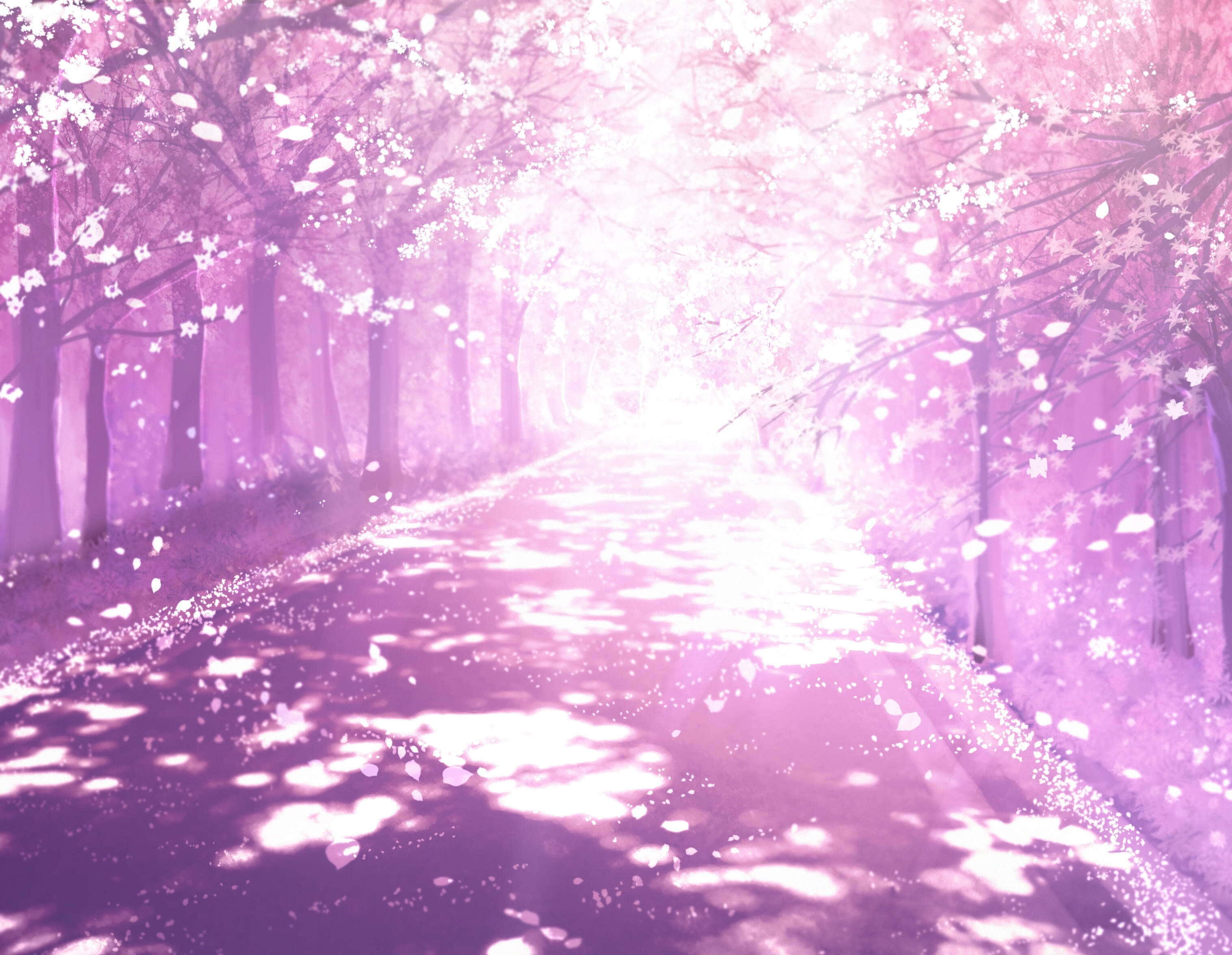 Anime Cherry Blossom 桌布 壁紙 — 一條寧靜的小路，兩旁開滿了盛開的櫻花樹，沐浴在柔和的粉紅色光線中，花瓣飄落。
