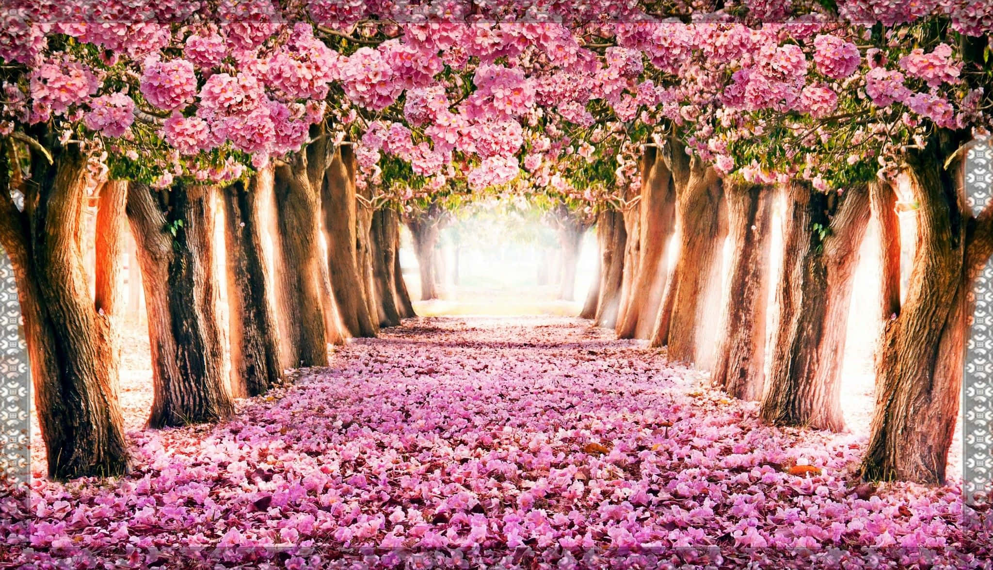 Cherry Blossoms 桌布 壁紙 — 一條寧靜的小路，兩旁開滿粉紅色的櫻花樹，樹枝在頭頂拱起，花瓣鋪滿地面。