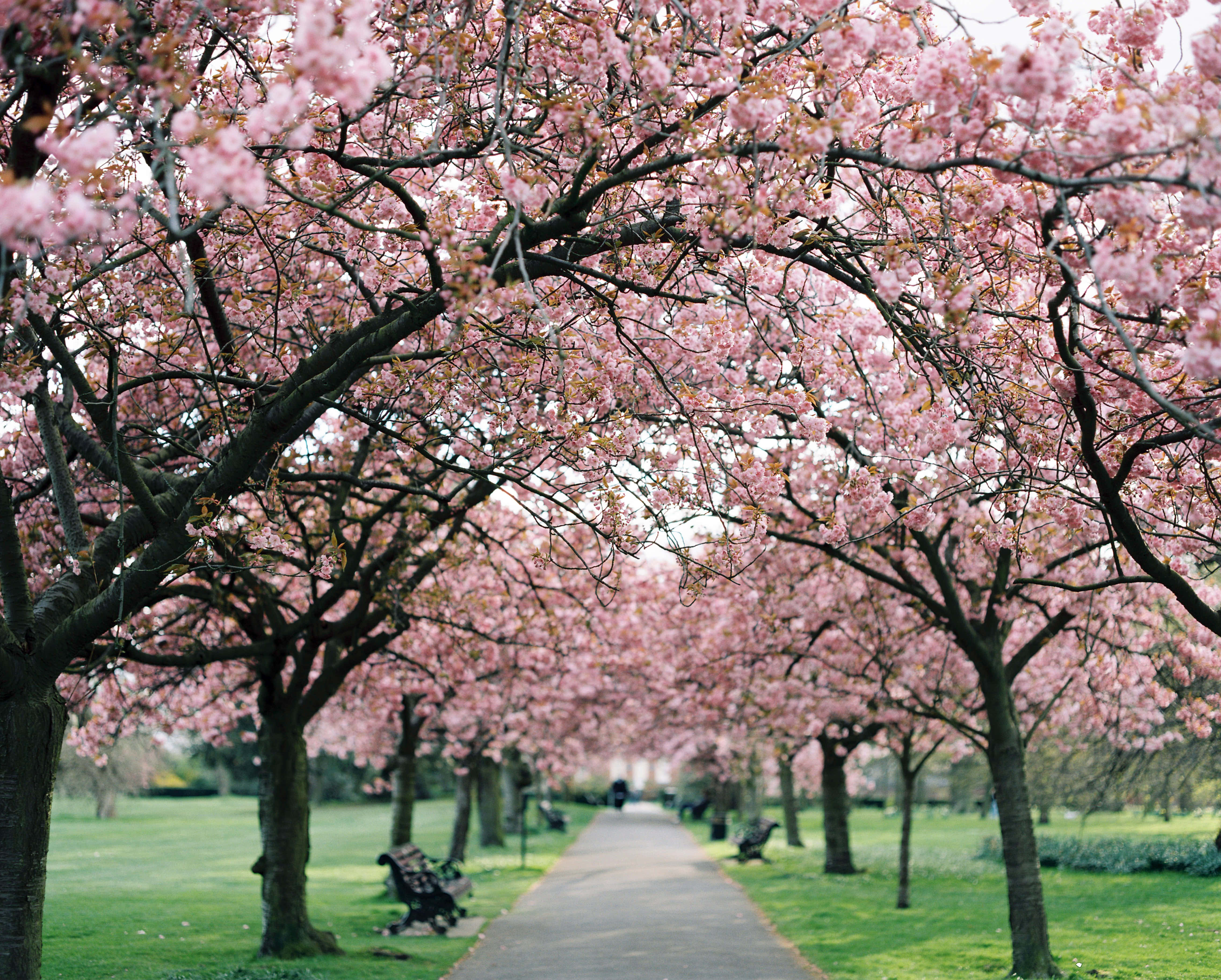 Sakura Blossom 桌布 壁紙 — 一條寧靜的小路兩旁種滿了盛開的粉紅色櫻花樹，在鬱鬱蔥蔥的綠色公園中形成拱形。