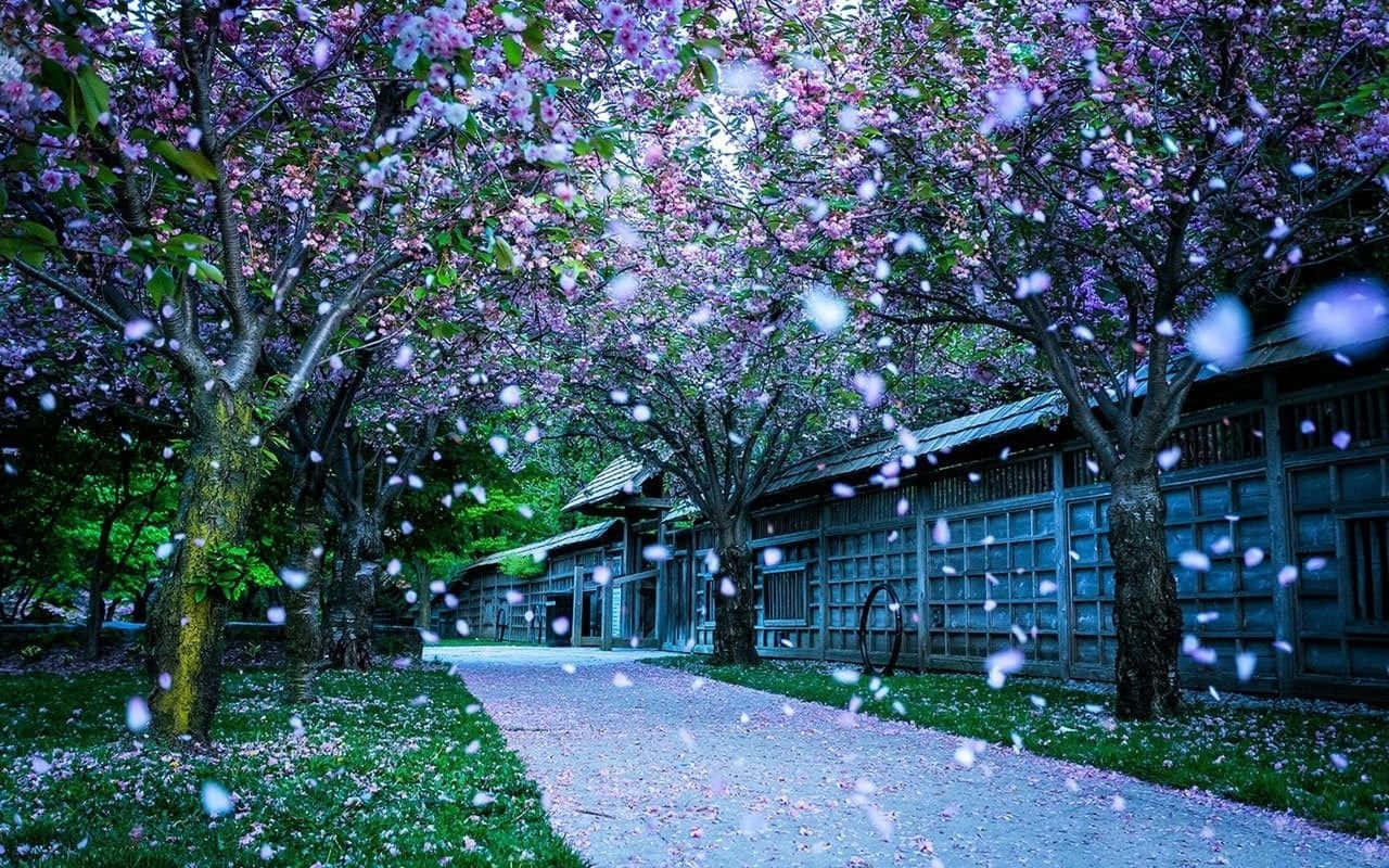 雪 桌布 壁紙 — 一條寧靜的小路蜿蜒穿過盛開的櫻花樹冠，花瓣飄落，背景是傳統的木建築。