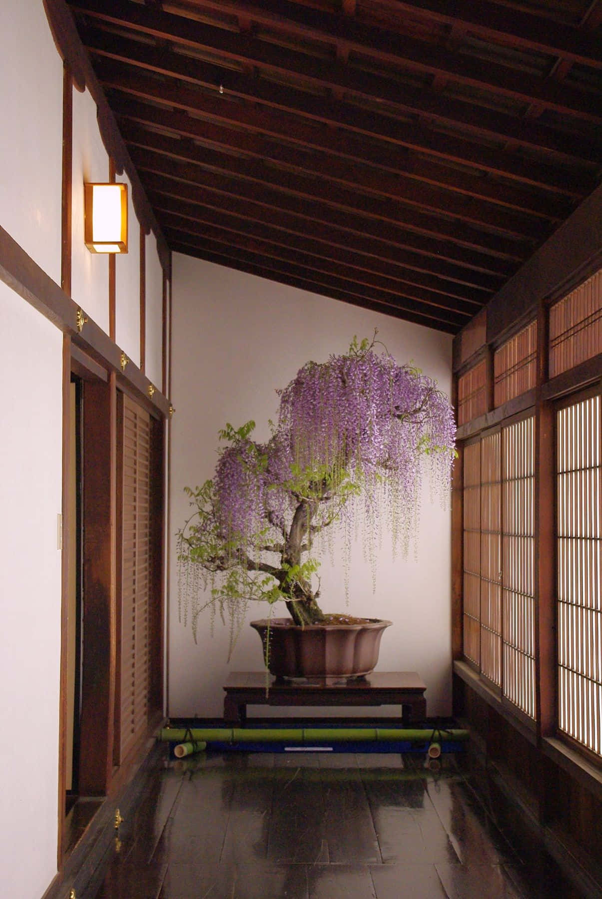 Bonsai Tree 桌布 壁紙 — 一條寧靜的日本走廊，展示了一棵盛開的宏偉紫藤盆景，紫色的花朵在溫暖的木樑下，沿著白牆傾瀉而下。