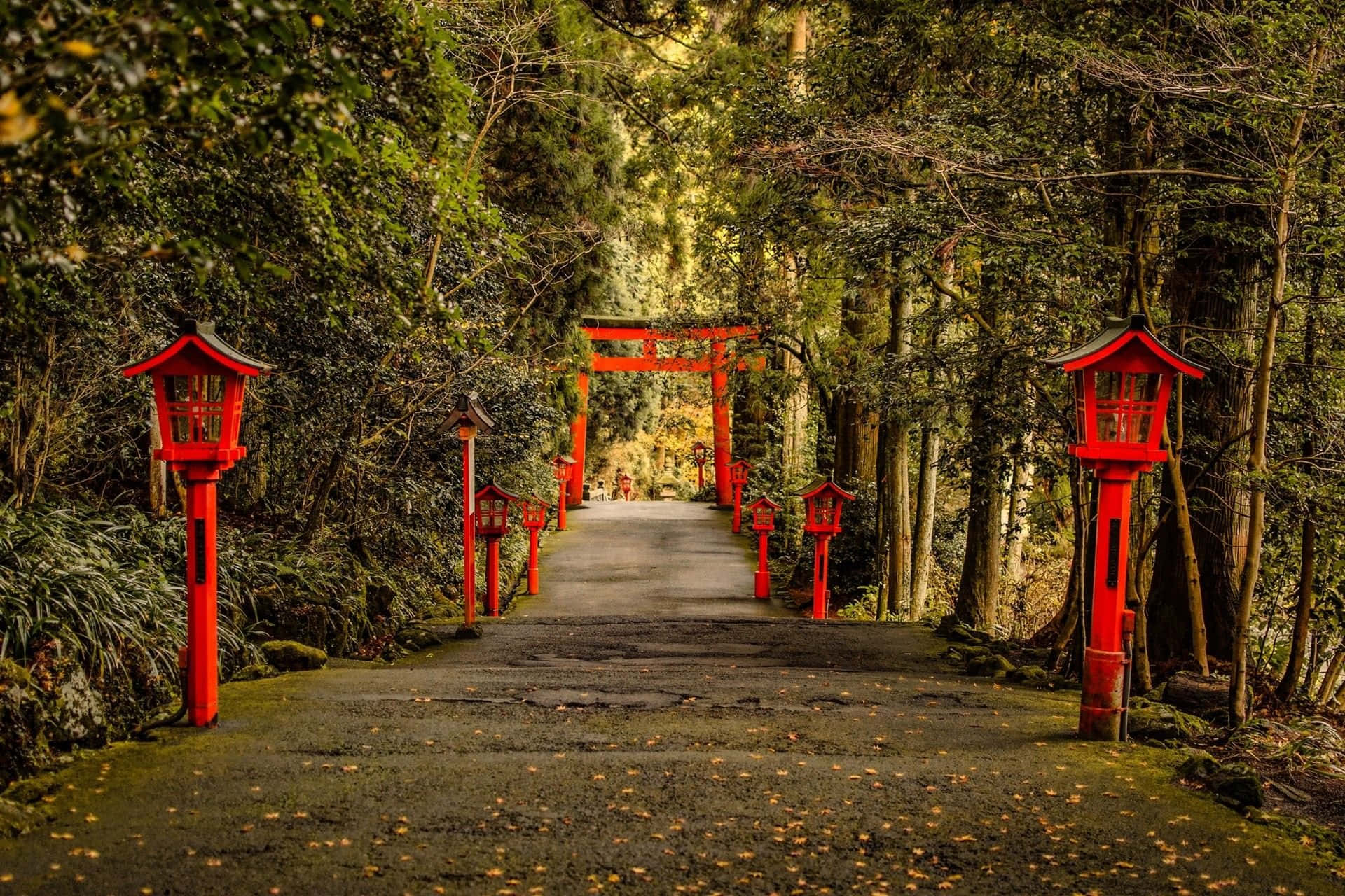 Road 桌布 壁紙 — 一條寧靜的森林小徑兩旁掛滿鮮紅色的燈籠，通往遠方沐浴在金色陽光下的鳥居。