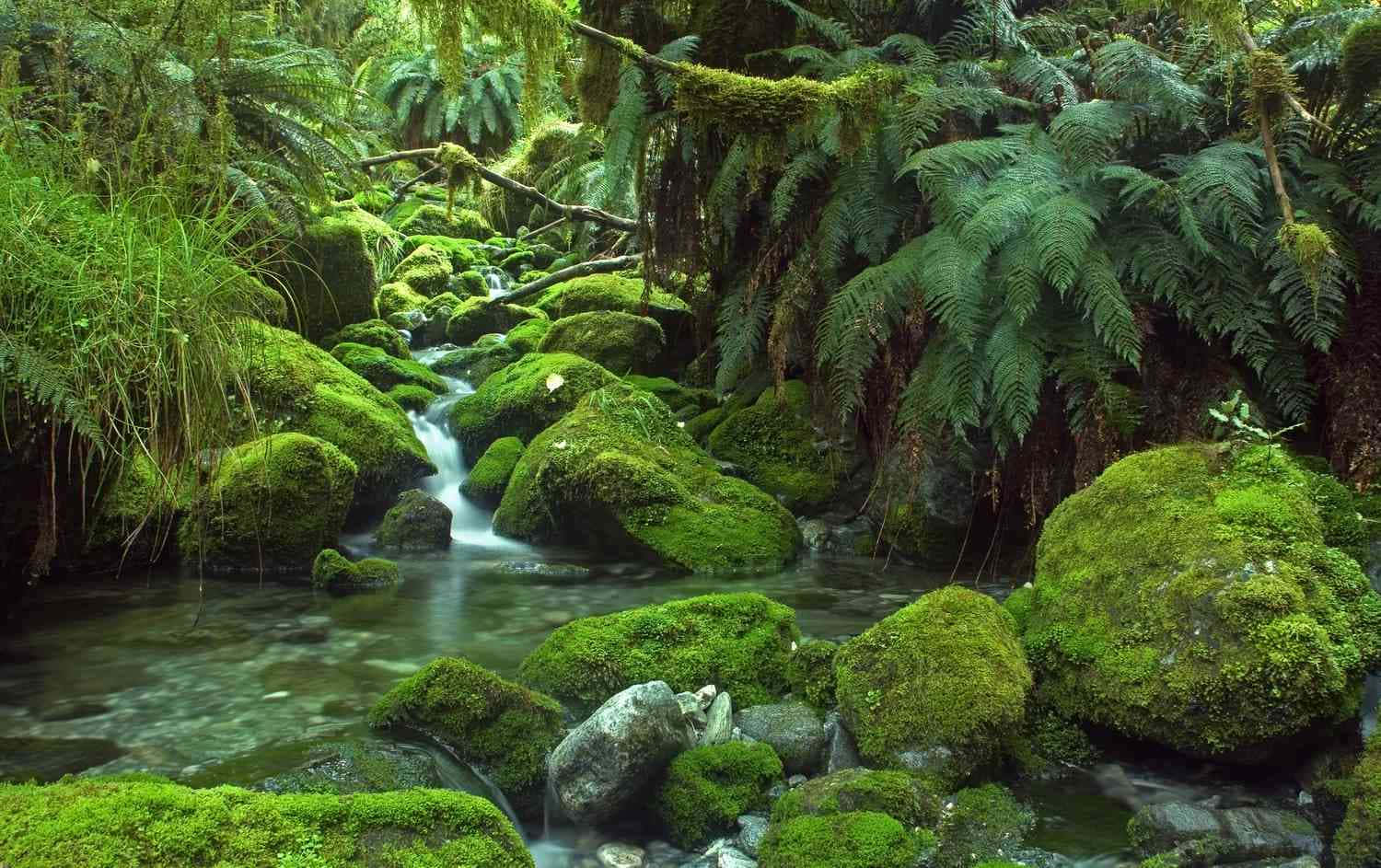 Rainforest 桌布 壁紙 — 一條寧靜的森林小溪在斑駁的陽光下蜿蜒穿過長滿苔蘚的岩石和蕨類植物。