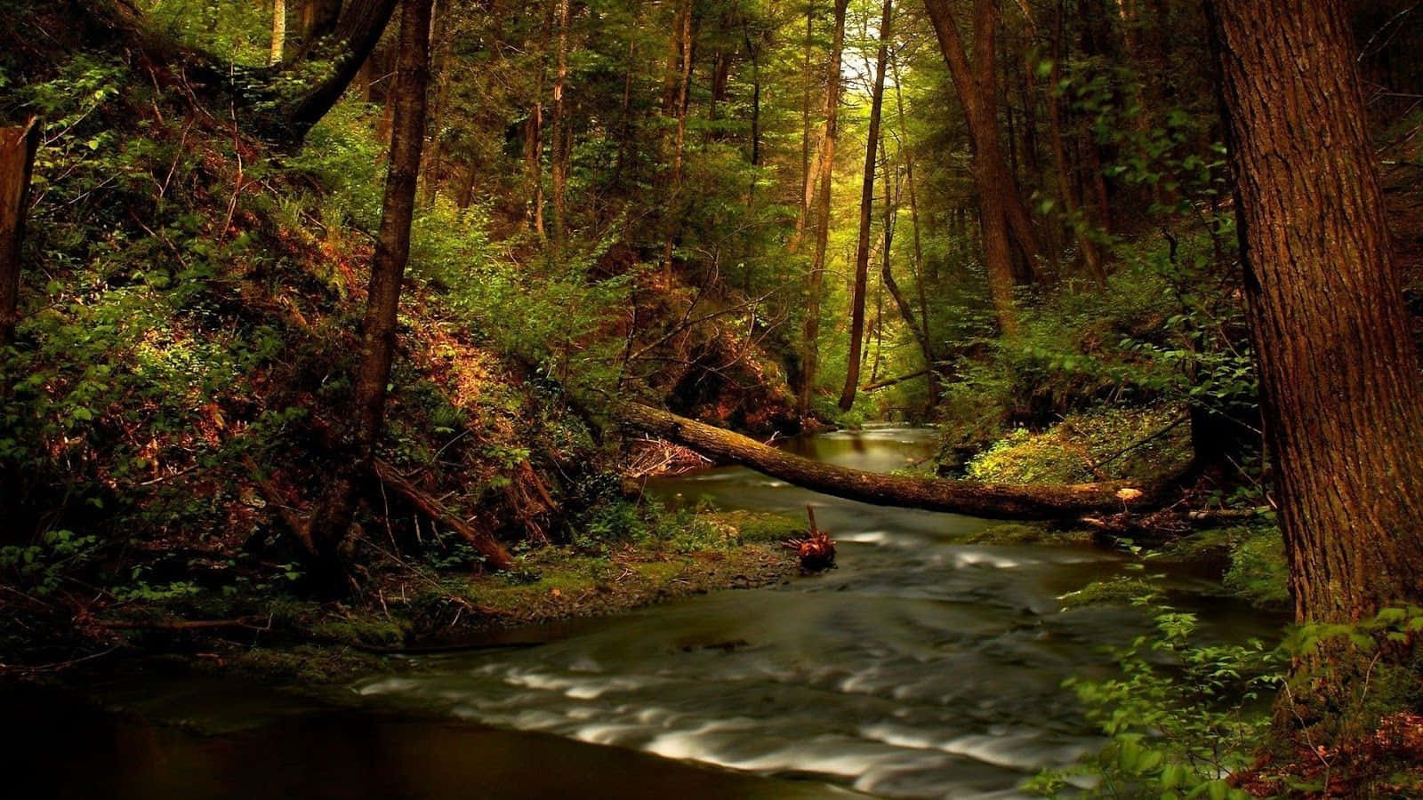 river 桌布 壁紙 — 一條寧靜的森林小溪穿過茂密的綠色樹葉緩緩流淌，陽光透過高大的樹木照射下來。