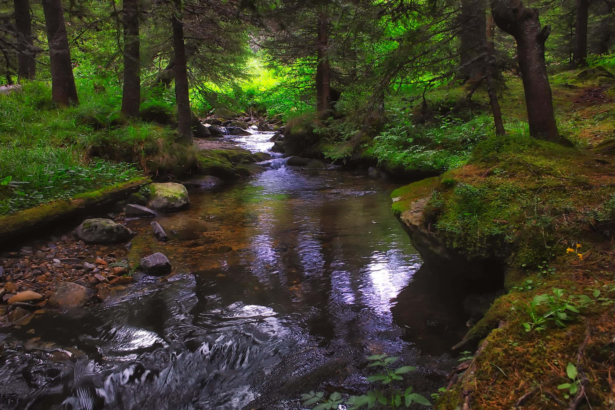 Creek 桌布 壁紙 — 一條寧靜的森林小溪蜿蜒流過長滿苔蘚的河岸和高大的樹木，斑駁的陽光透過樹冠灑落下來。