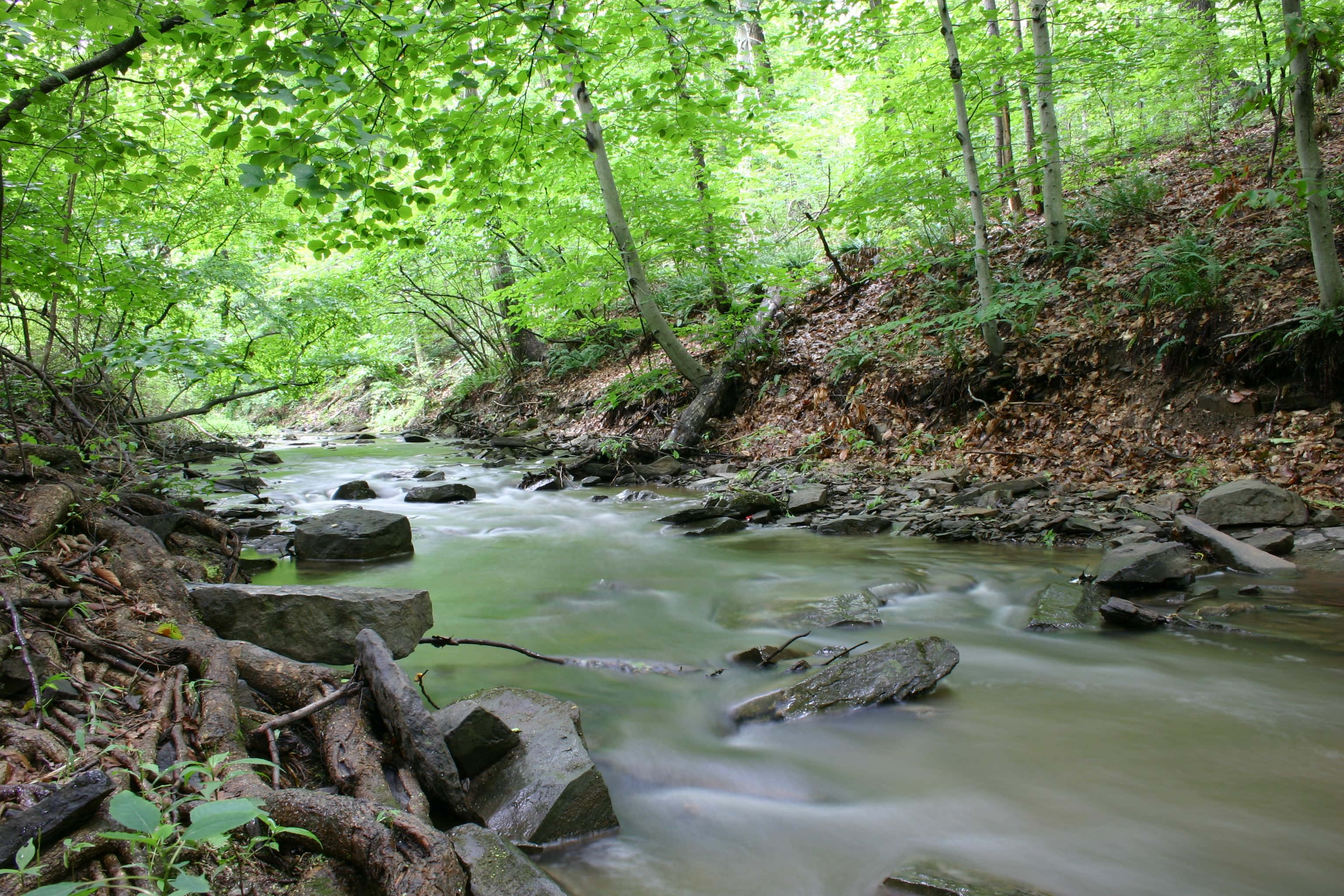 Creek 桌布 壁紙 — 一條寧靜的森林溪流在翠綠樹冠下流過長滿苔蘚的岩石。