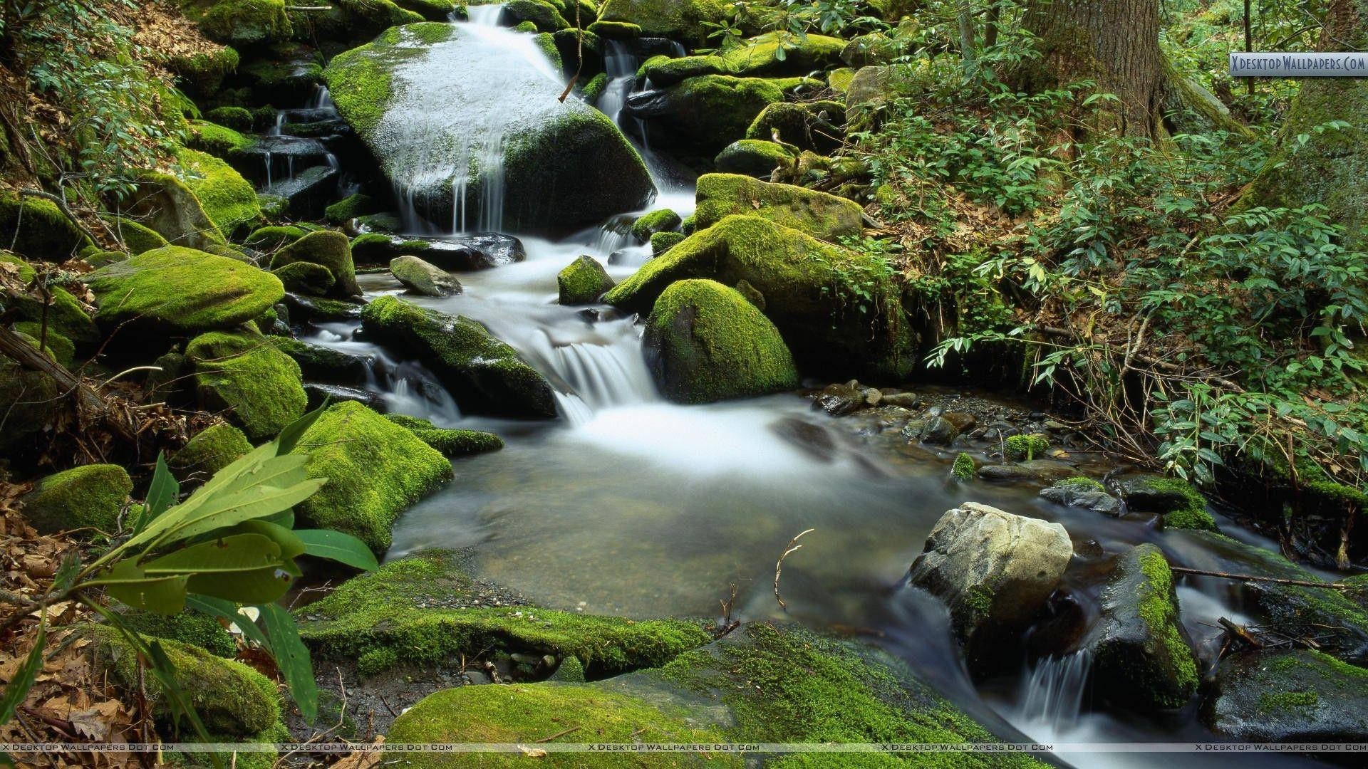 Great Smoky Mountains 桌布 壁紙 — 一條寧靜的森林溪流在茂密的綠色樹林中流過長滿苔蘚的岩石。