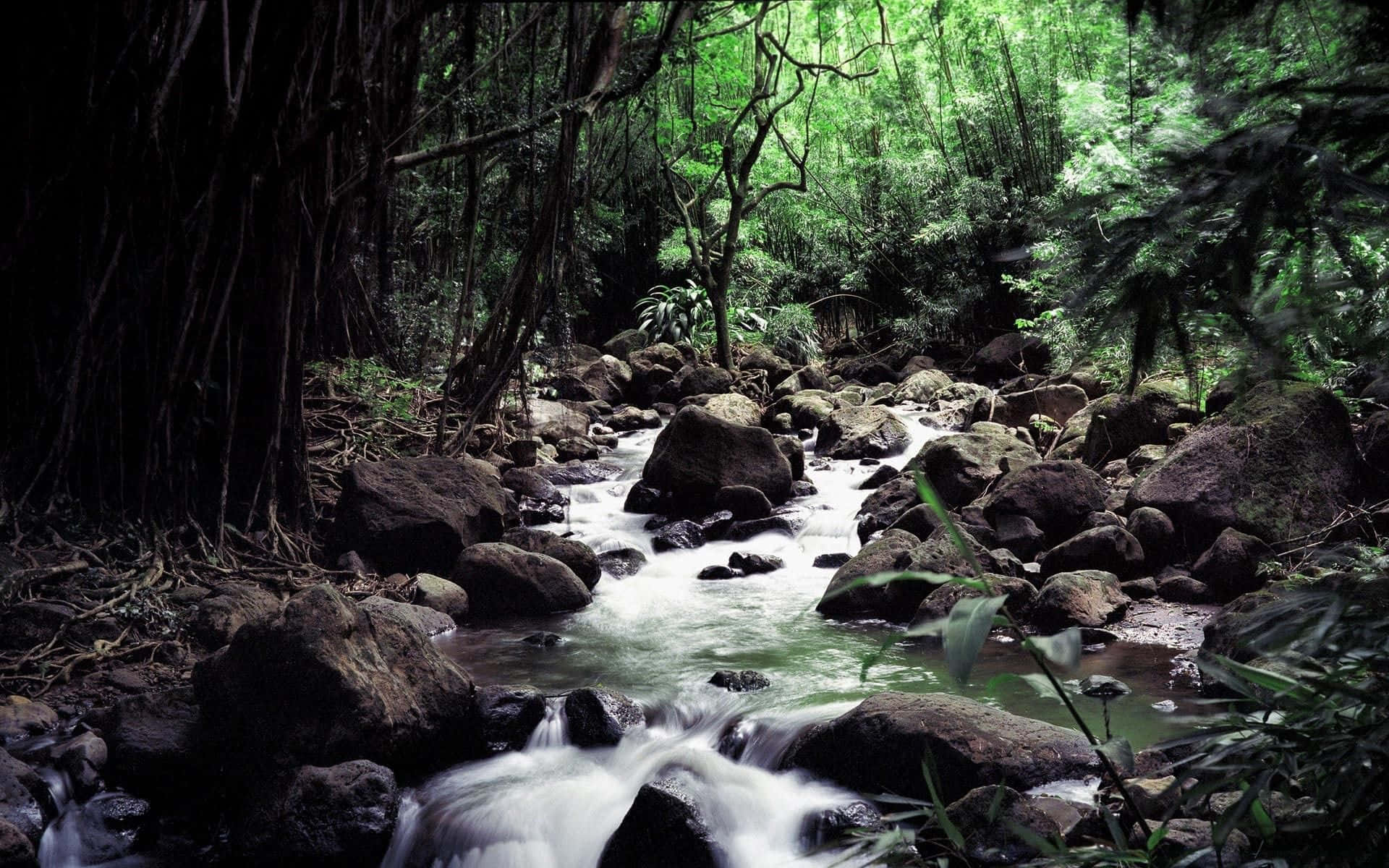 Creek 桌布 壁紙 — 一條寧靜的森林溪流在茂密綠樹的樹冠下流過長滿苔蘚的岩石。