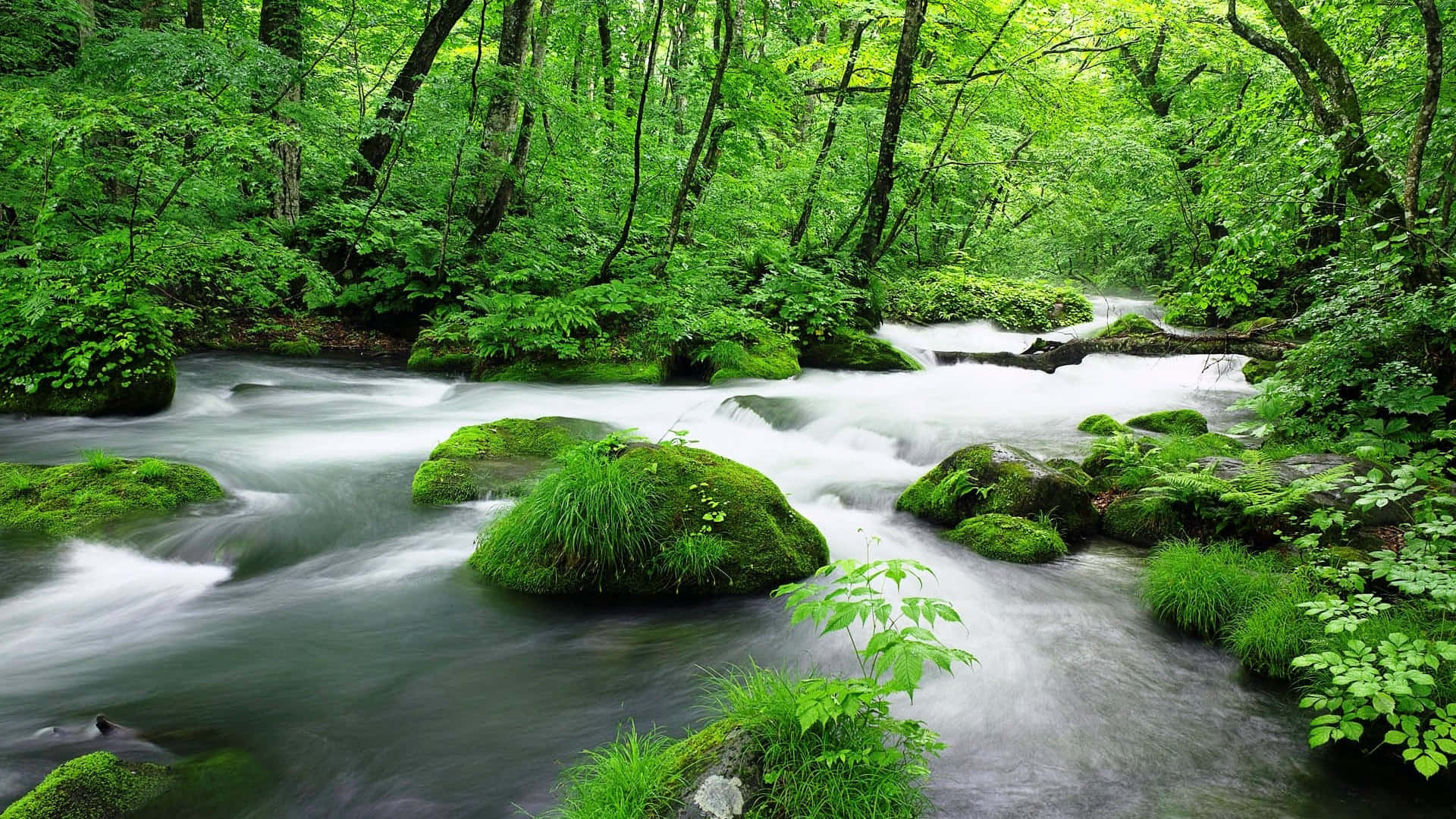 Stream 桌布 壁紙 — 一條寧靜的森林溪流在長滿青苔的石頭上快速流過，周圍環繞著茂密的綠色樹葉。