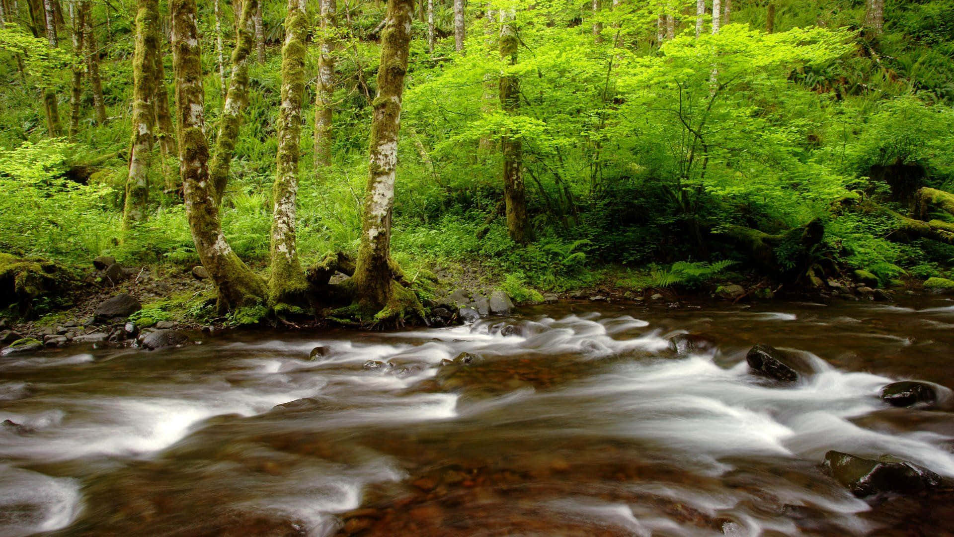 Creek 桌布 壁紙 — 一條寧靜的森林溪流平穩地流過長滿苔蘚的岩石，周圍環繞著充滿活力的綠色樹木和蕨類植物。