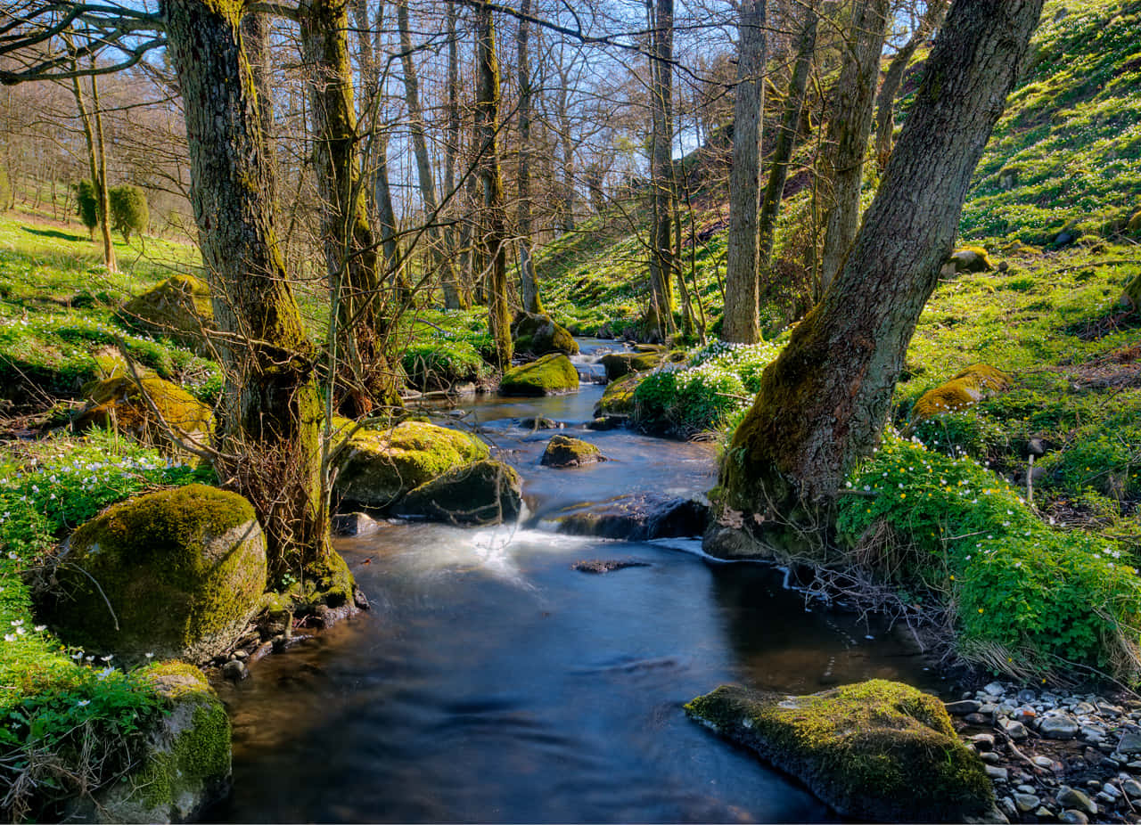Beautiful Forest 桌布 壁紙 — 一條寧靜的森林溪流流過長滿苔蘚的岩石，穿過陽光普照的綠意，有光禿的樹木和白色的花朵。
