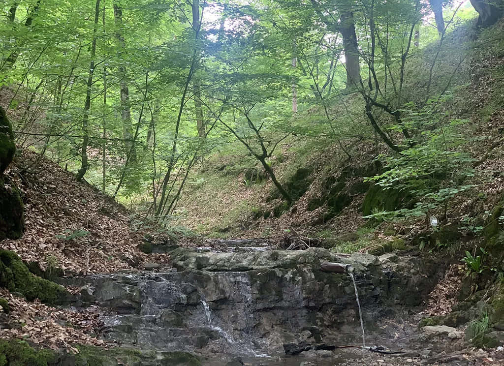 山景 桌布 壁紙 — 一條寧靜的森林溪流流過長滿苔蘚的岩石，周圍環繞著茂密的綠樹和落葉。