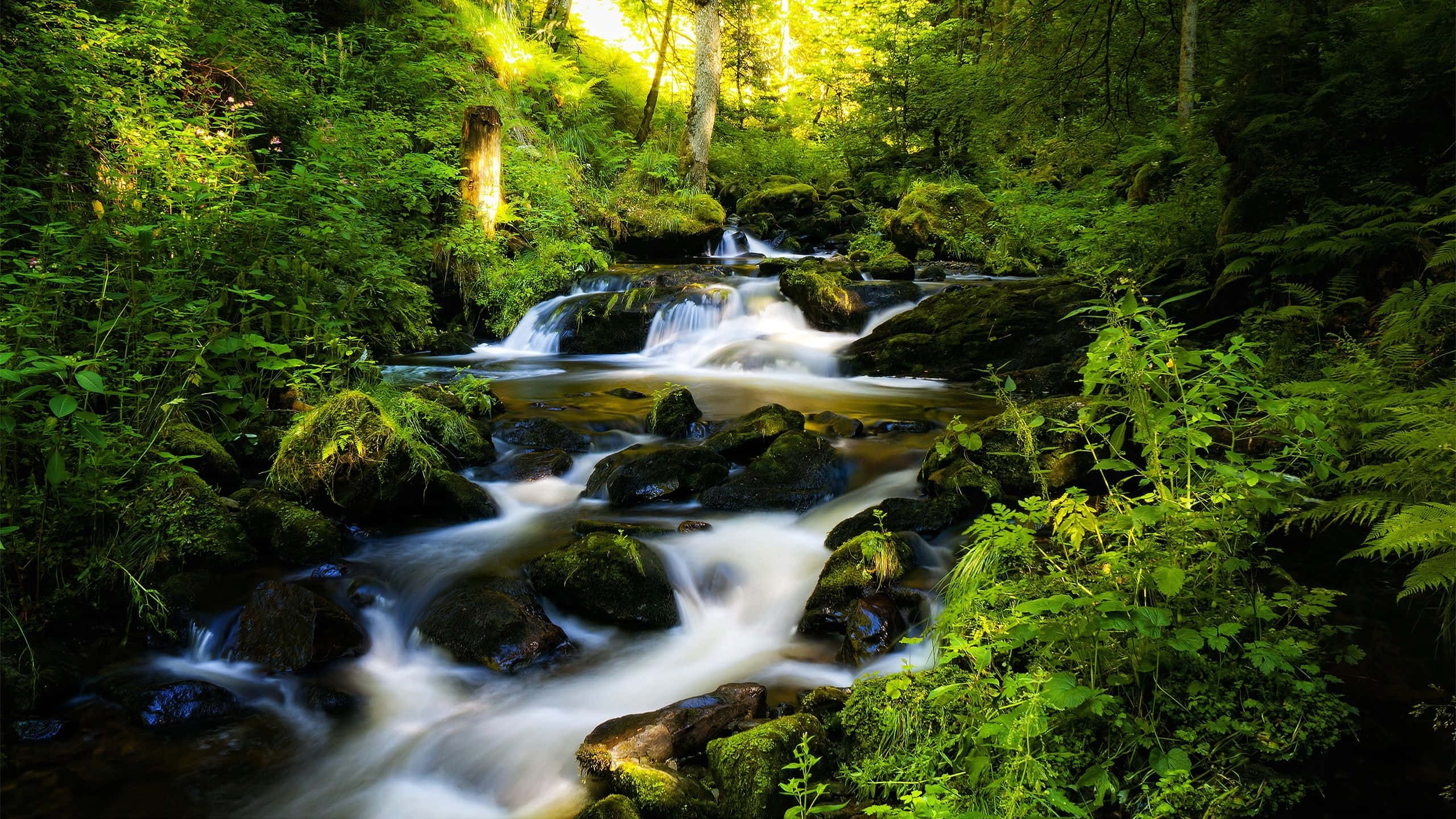 Creek 桌布 壁紙 — 一條寧靜的森林溪流流過長滿苔蘚的岩石，陽光穿過茂密的綠色樹葉。