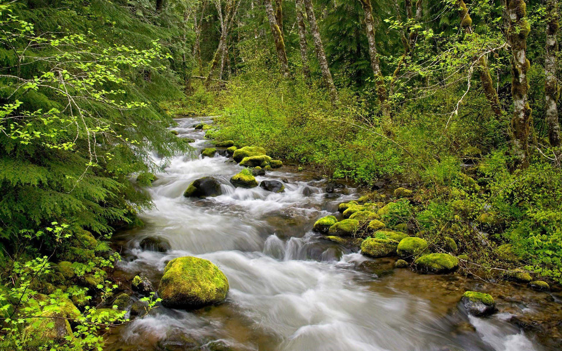 Creek 桌布 壁紙 — 一條寧靜的森林溪流流過長滿苔蘚的岩石，周圍環繞著茂密的綠色樹木和樹葉。