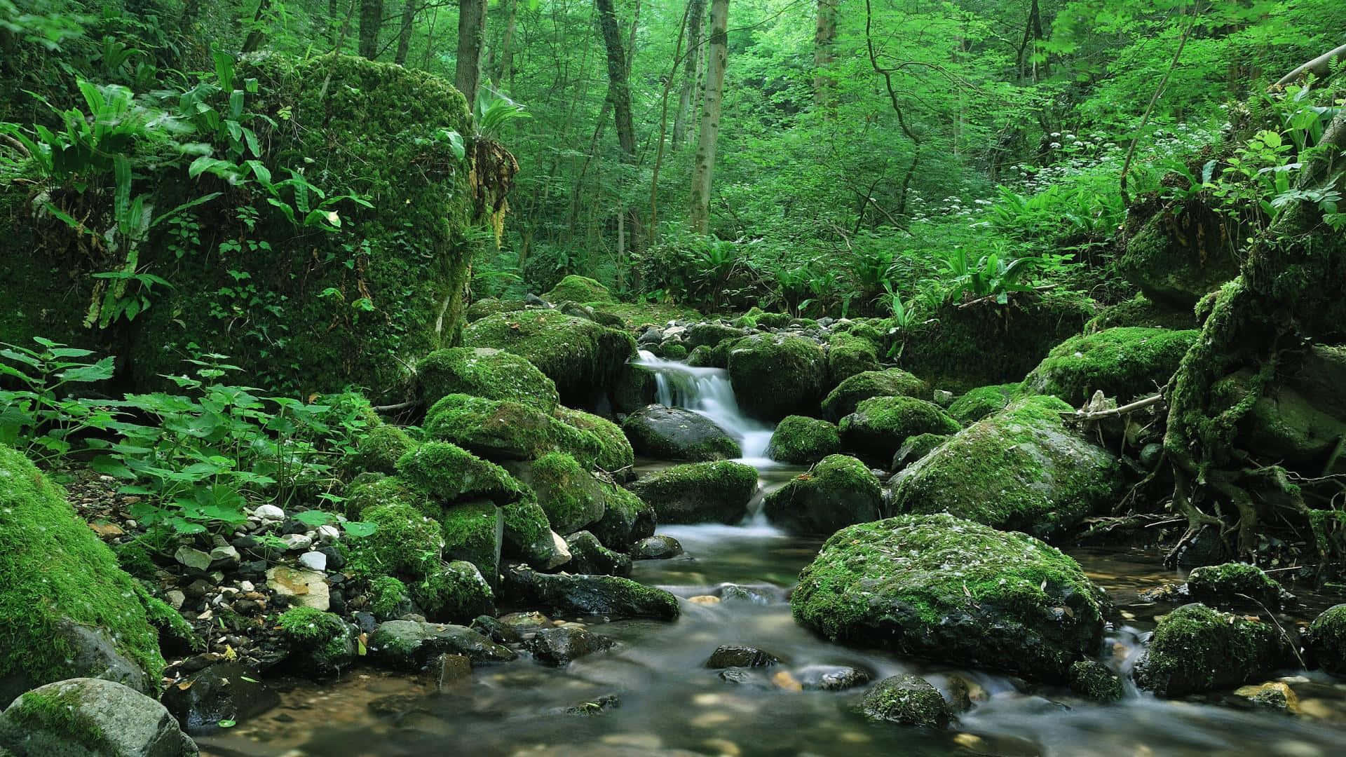 Creek 桌布 壁紙 — 一條寧靜的森林溪流流過長滿青苔的岩石，周圍環繞著茂密的綠色樹葉和高大的樹木。