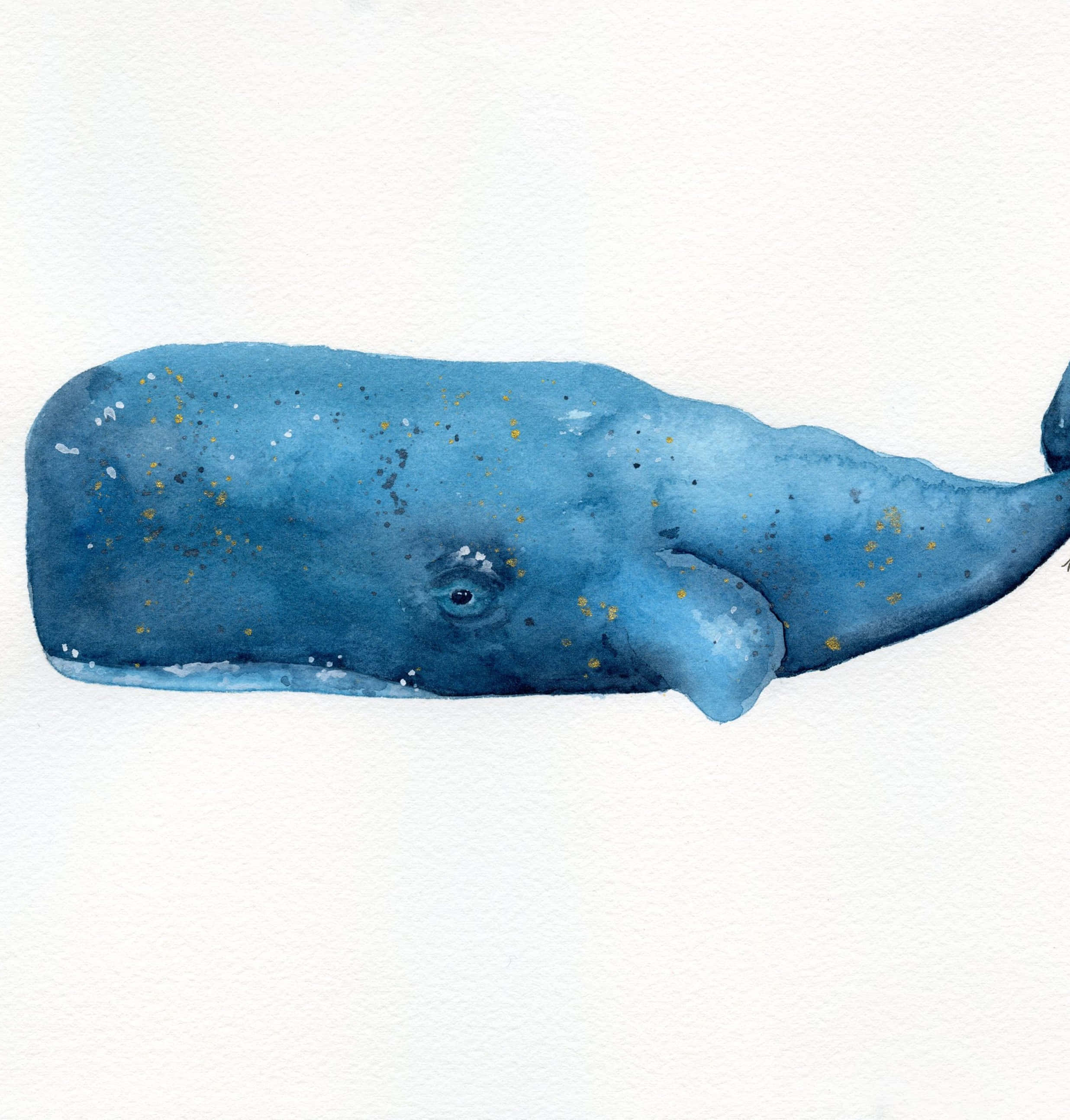 Sperm Whale 桌布 壁紙 — 一條寧靜的水彩鯨魚，以柔和的藍色為主，帶有金色和白色的斑點，在純白色背景上優雅地游動。