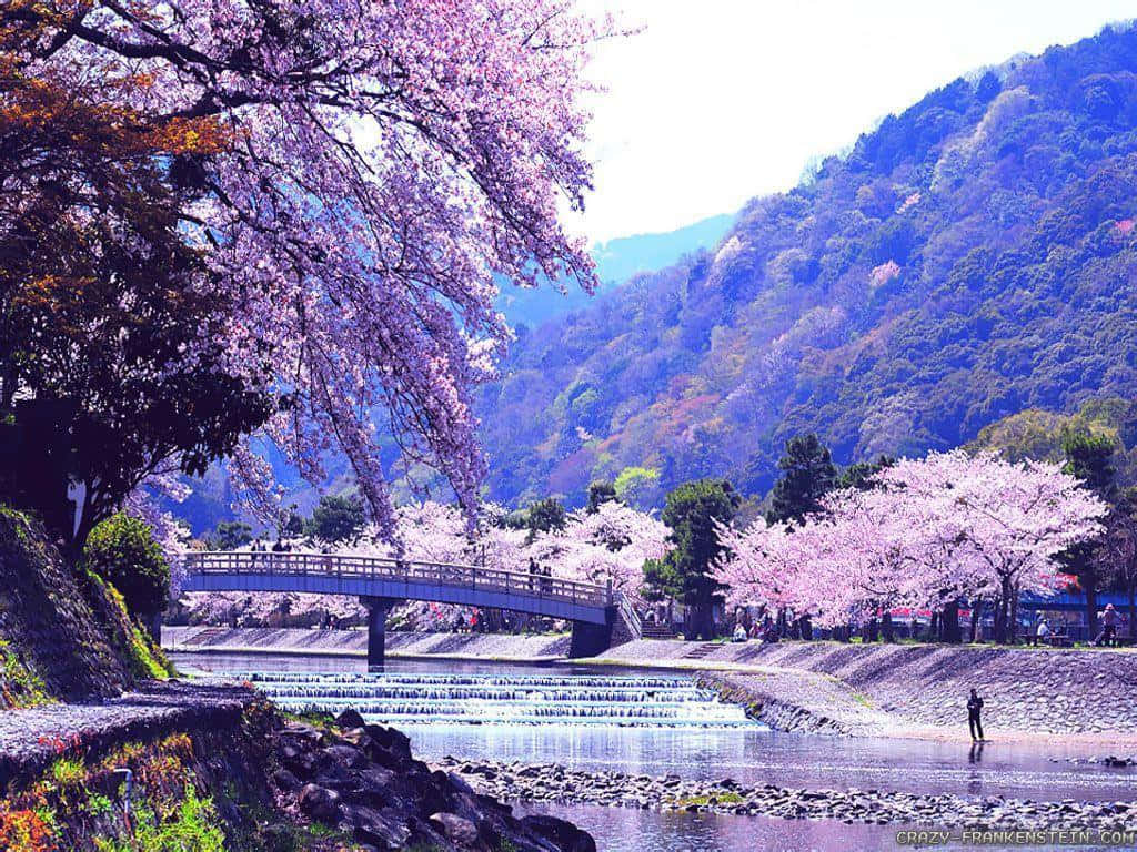 桌布 壁紙 — 一條寧靜的河流流經一座木橋，橋的周圍是盛開的粉紅色櫻花，背景是鬱鬱蔥蔥的綠色山脈。