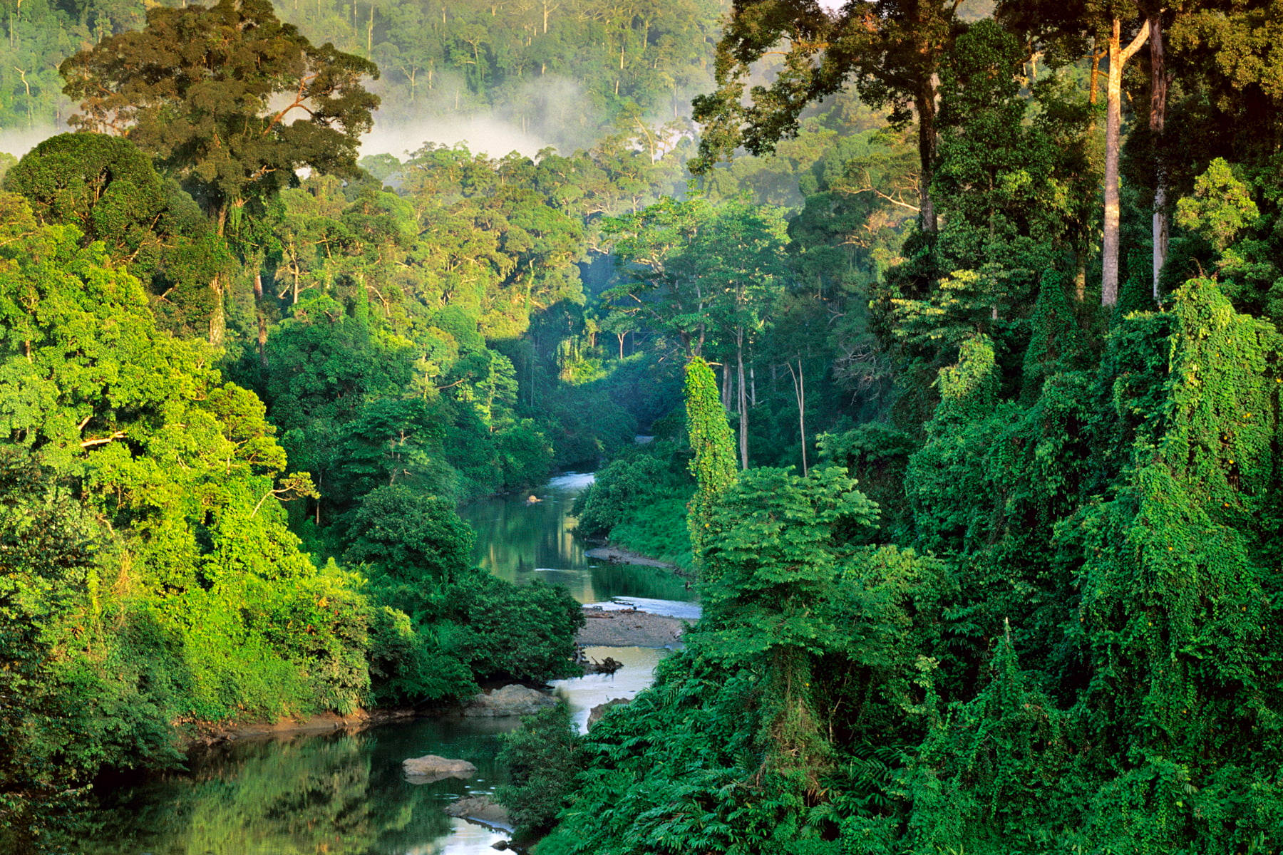 Malaysia 桌布 壁紙 — 一條寧靜的河流蜿蜒穿過茂密的綠色熱帶雨林，黎明時分薄霧從樹冠升起。