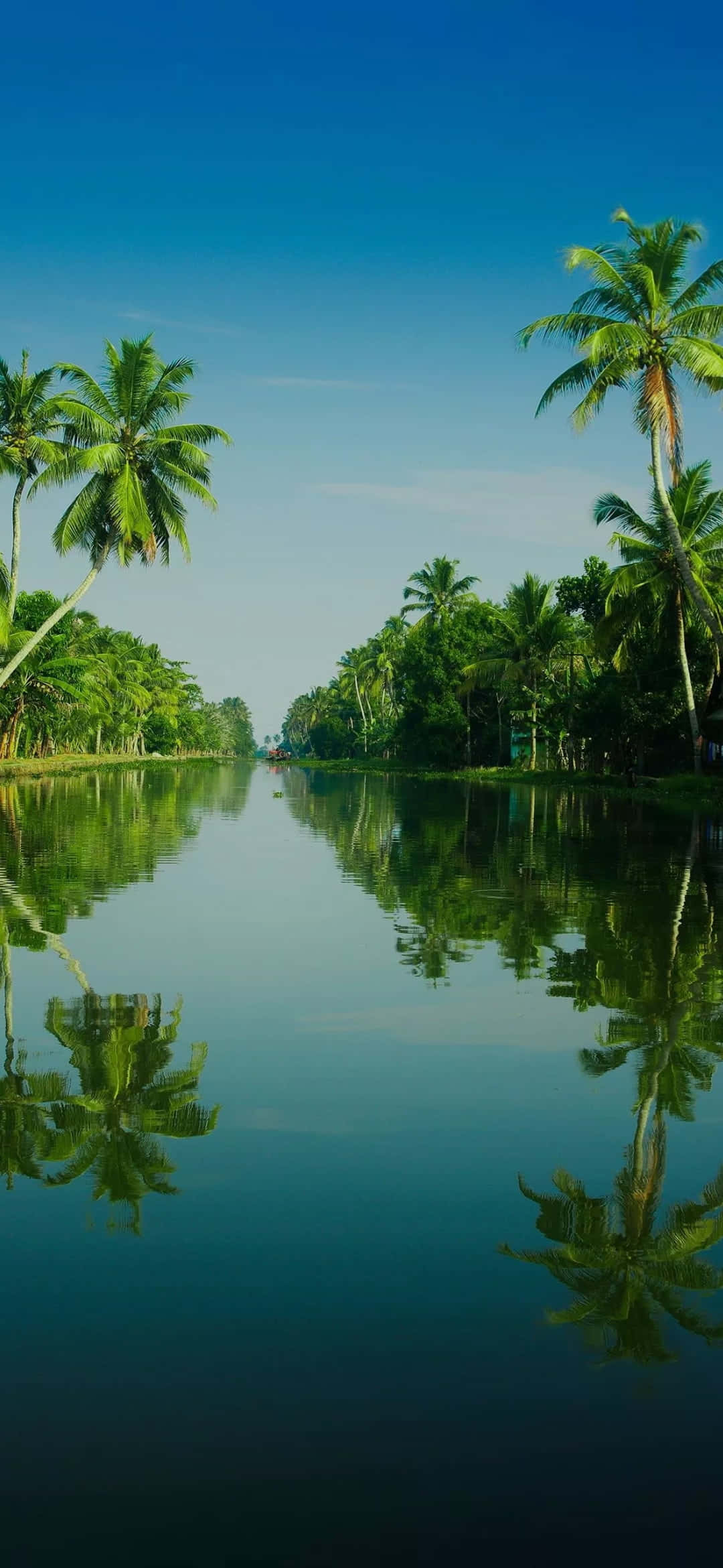Kerala 桌布 壁紙 — 一條寧靜的熱帶運河，兩旁種滿茂密的棕櫚樹，在清澈藍天下完美倒映在平靜的藍綠色水面上。
