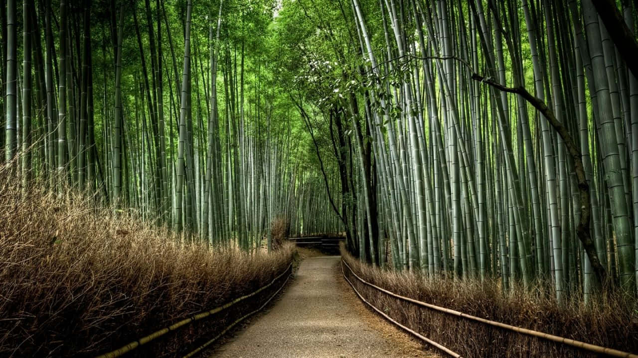 720p Bamboo 桌布 壁紙 — 一條寧靜的碎石路蜿蜒穿過茂密的竹林，高大的綠色竹子在頭頂彎曲。
