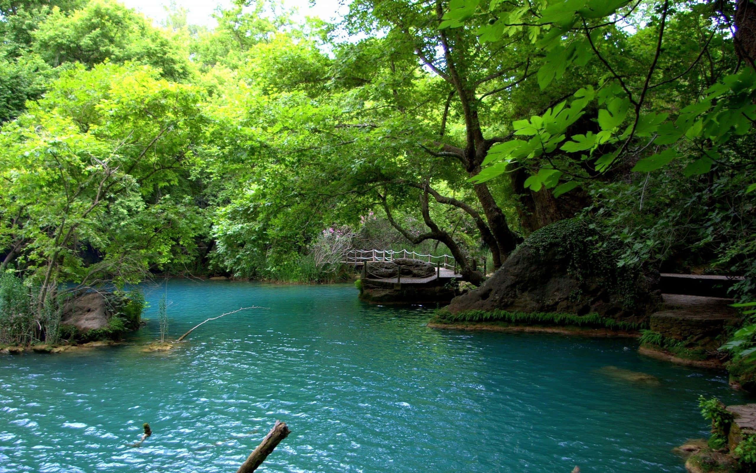 Beautiful Lake 桌布 壁紙 — 一條寧靜的碧綠河流穿過茂密的綠色森林，一座木橋拱起在平靜的水面上。