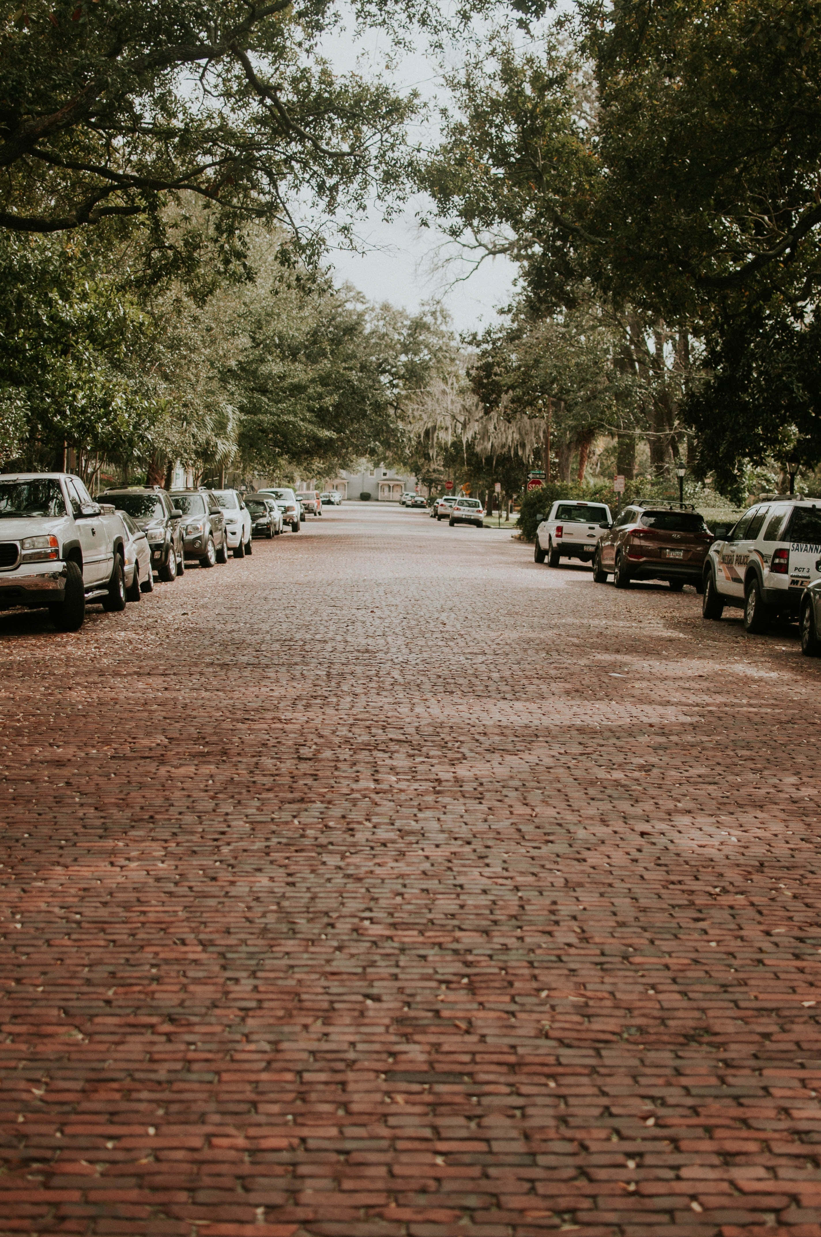 Savannah 桌布 壁紙 — 一條寧靜的磚砌街道，兩旁停著汽車，高大的樹木在柔和日光下披滿西班牙苔蘚。