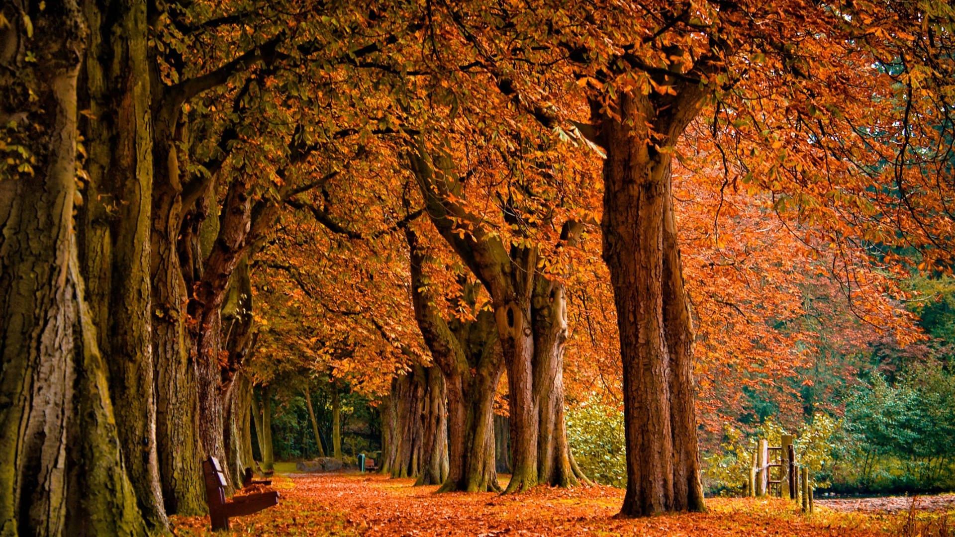 Best Autumn 桌布 壁紙 — 一條寧靜的秋天小徑，兩旁是高聳的樹木，樹上掛滿了火紅的橙色樹葉，將溫暖的光線投射在森林地面上。