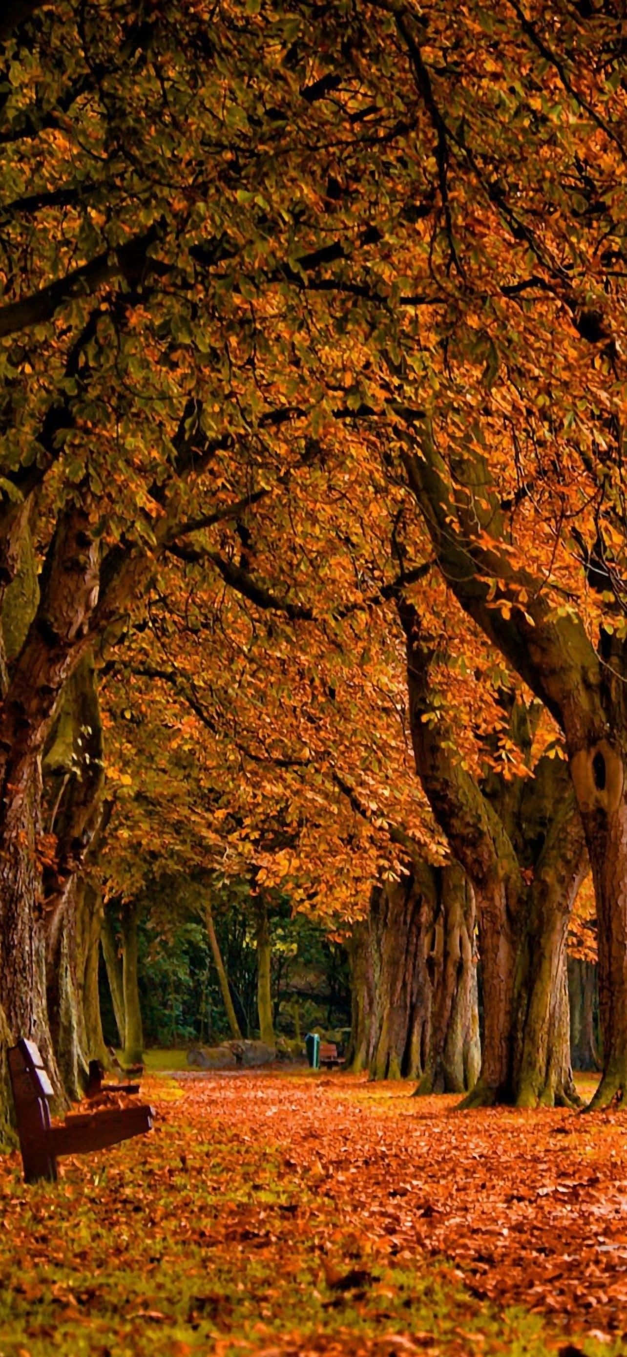 Autumn iPhone 6 Plus 桌布 壁紙 — 一條寧靜的秋天小徑，兩旁是高聳的樹木，樹上掛滿了金黃色的葉子，樹冠在落葉地毯上形成了一道天然的拱門。